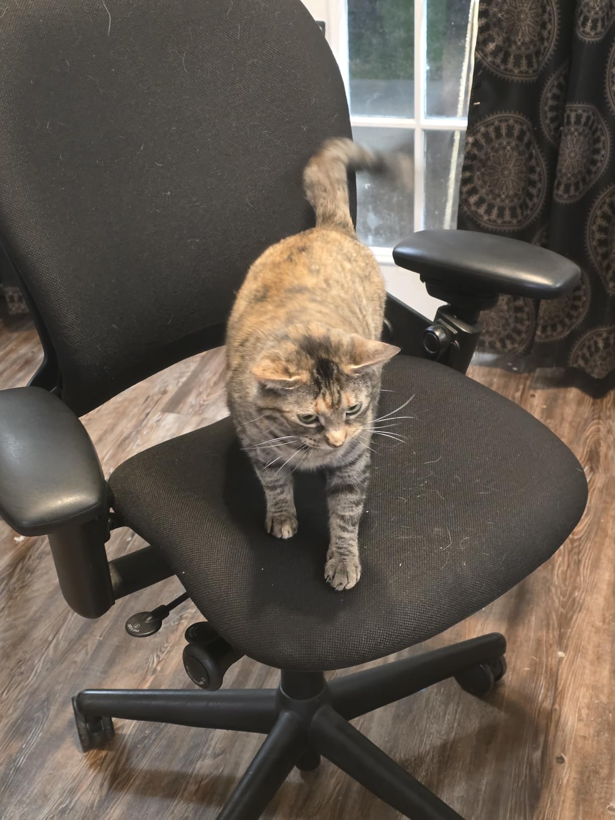 Steelcase Leap Office Chair - Seven Points of Adjustability - Ergonomic Back Support Chair - Lumbar Support - 4D Adjustable Arms - Black Frame - Onyx customer photo 2