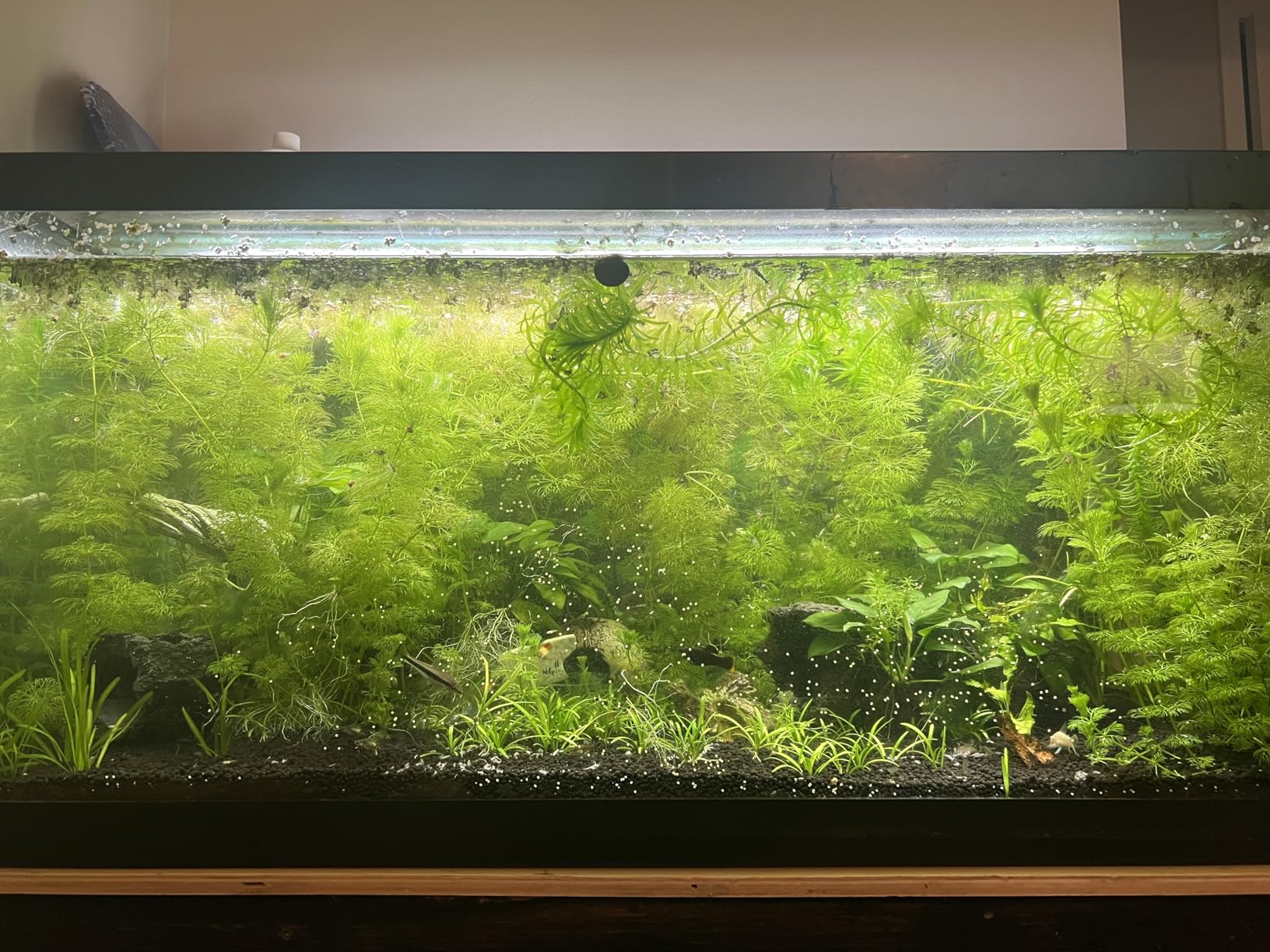 Fluval Plant 3.0 LED Planted Aquarium Lighting, 46 Watts, 36-46 Inches customer photo 2
