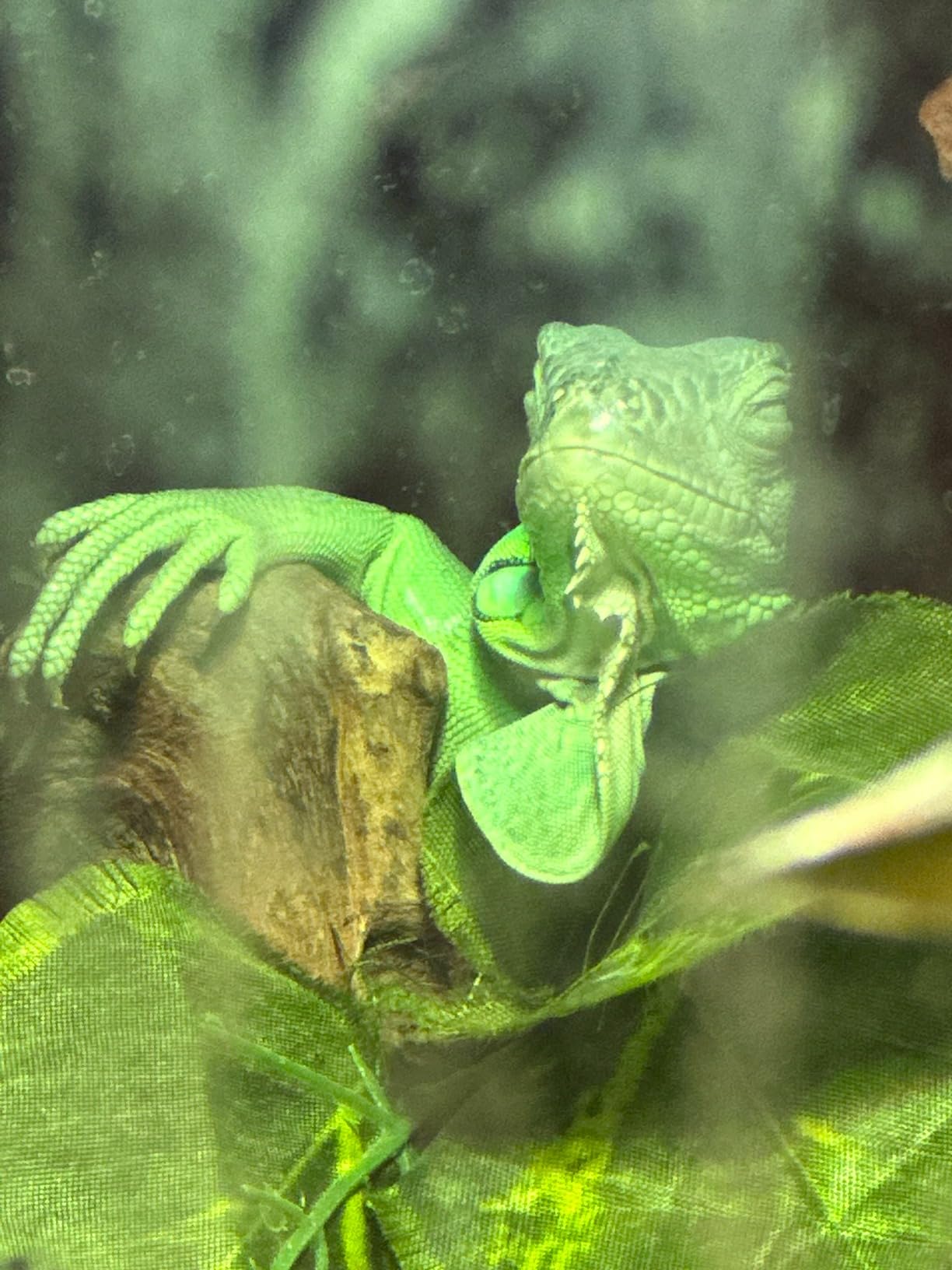 REPTI ZOO Full Spectrum UVA + UVB Sun Lamp Self-Ballasted Vapor Lamp/Bulb/Light for Reptile and Amphibian Use customer photo 1