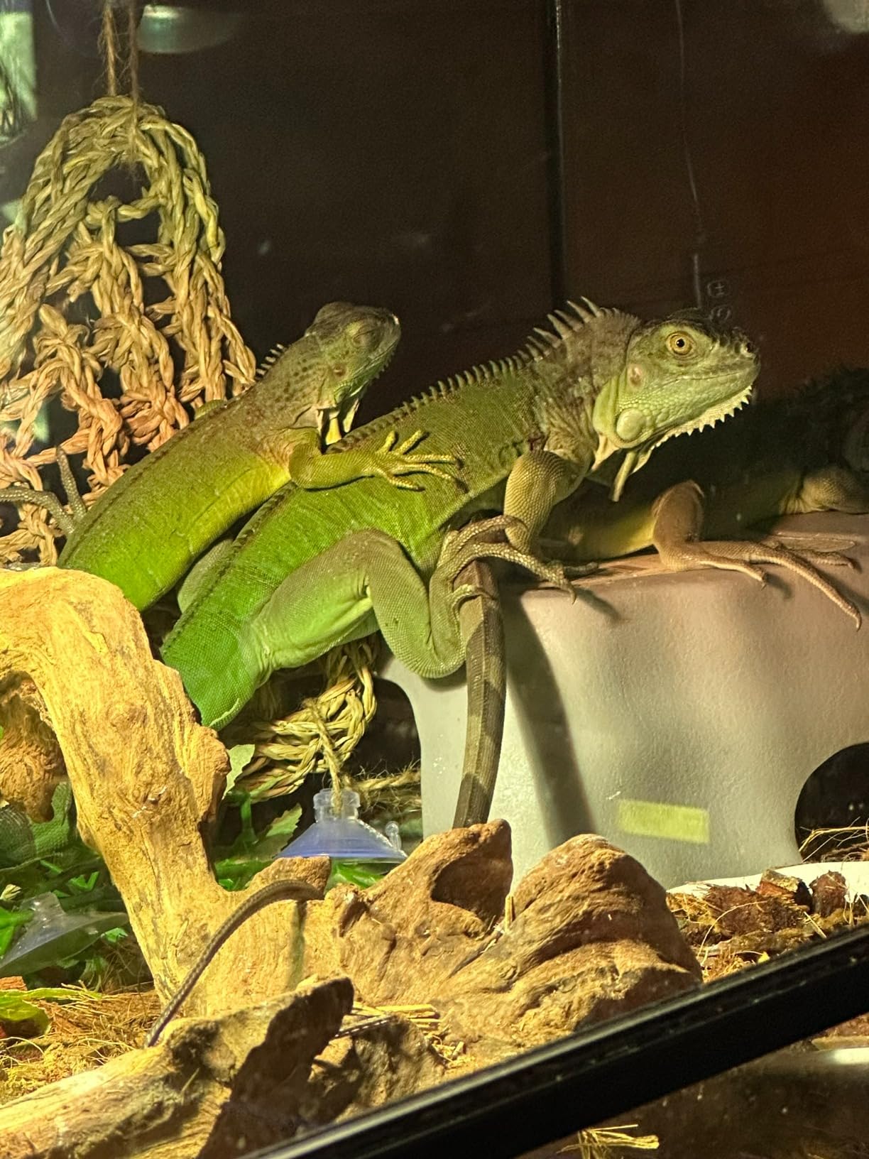 REPTI ZOO Full Spectrum UVA + UVB Sun Lamp Self-Ballasted Vapor Lamp/Bulb/Light for Reptile and Amphibian Use customer photo 2