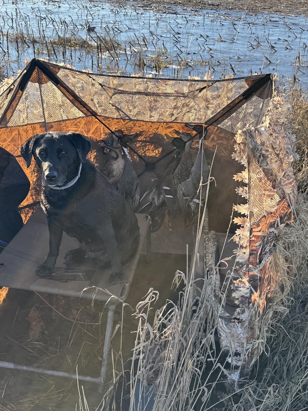 AUSCAMOTEK Pop Up Ground Blind for Deer Duck Turkey Hunting Portable Quick Setup Lightweight Green/Brown/Dry Grass Ground Peg Included customer photo 1