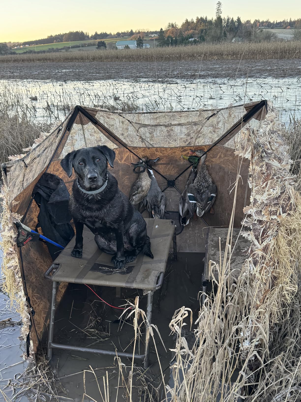 AUSCAMOTEK Pop Up Ground Blind for Deer Duck Turkey Hunting Portable Quick Setup Lightweight Green/Brown/Dry Grass Ground Peg Included customer photo 2