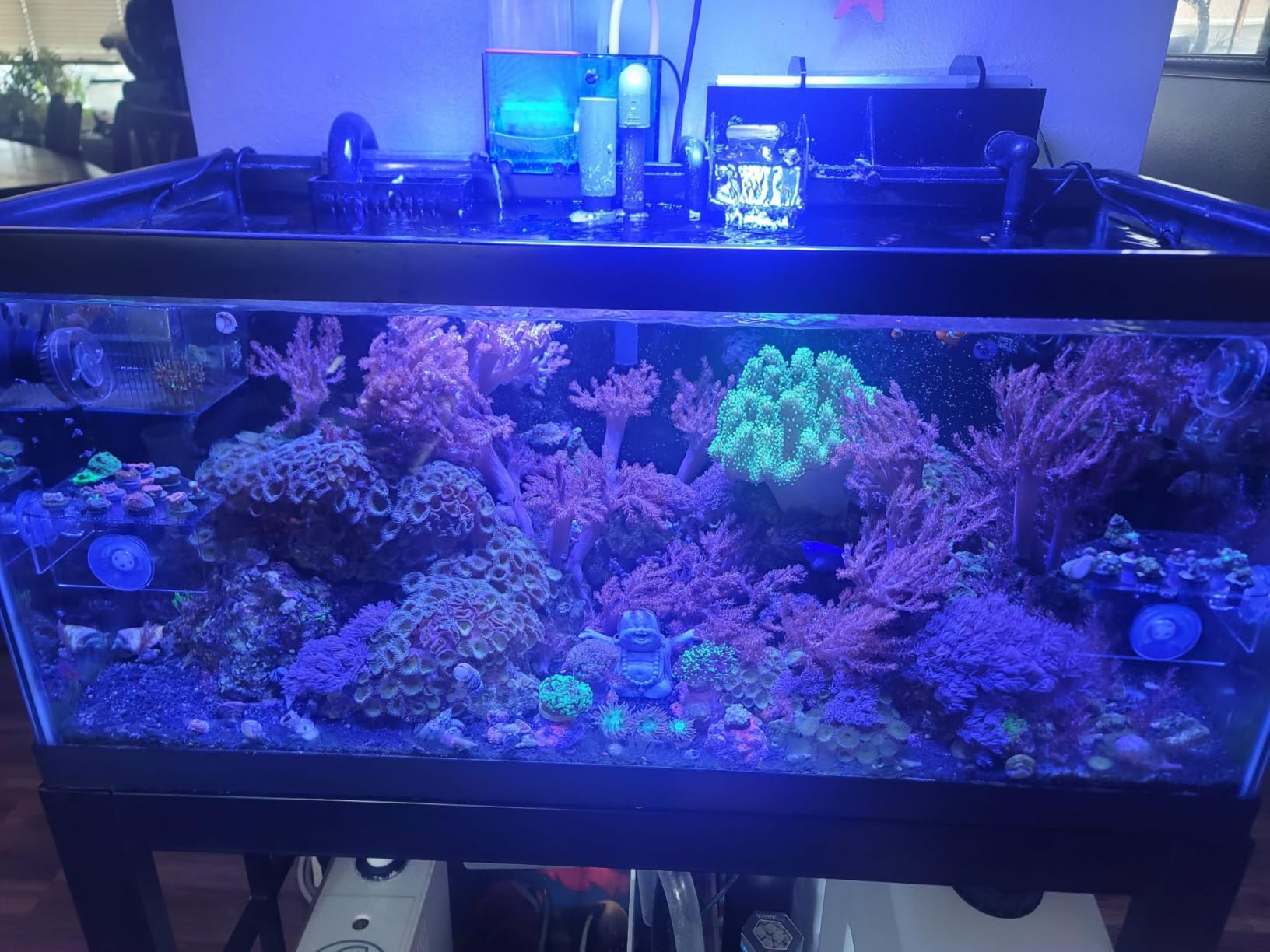 VIPARSPECTRA 165W LED Aquarium Light Dimmable Full Spectrum LED Reef Lights for Coral Saltwater Fish Tank, Remote/Timer Control, Programmable Auto On/Off, Blue/White Dual Channel Brightness 0-100% customer photo 2