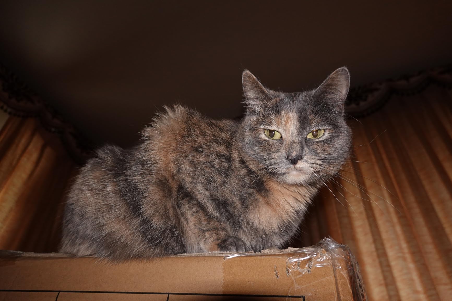 Sony RX100 VII Premium Compact Camera with 1.0-Type Stacked CMOS Sensor (DSCRX100M7), Black customer photo 2