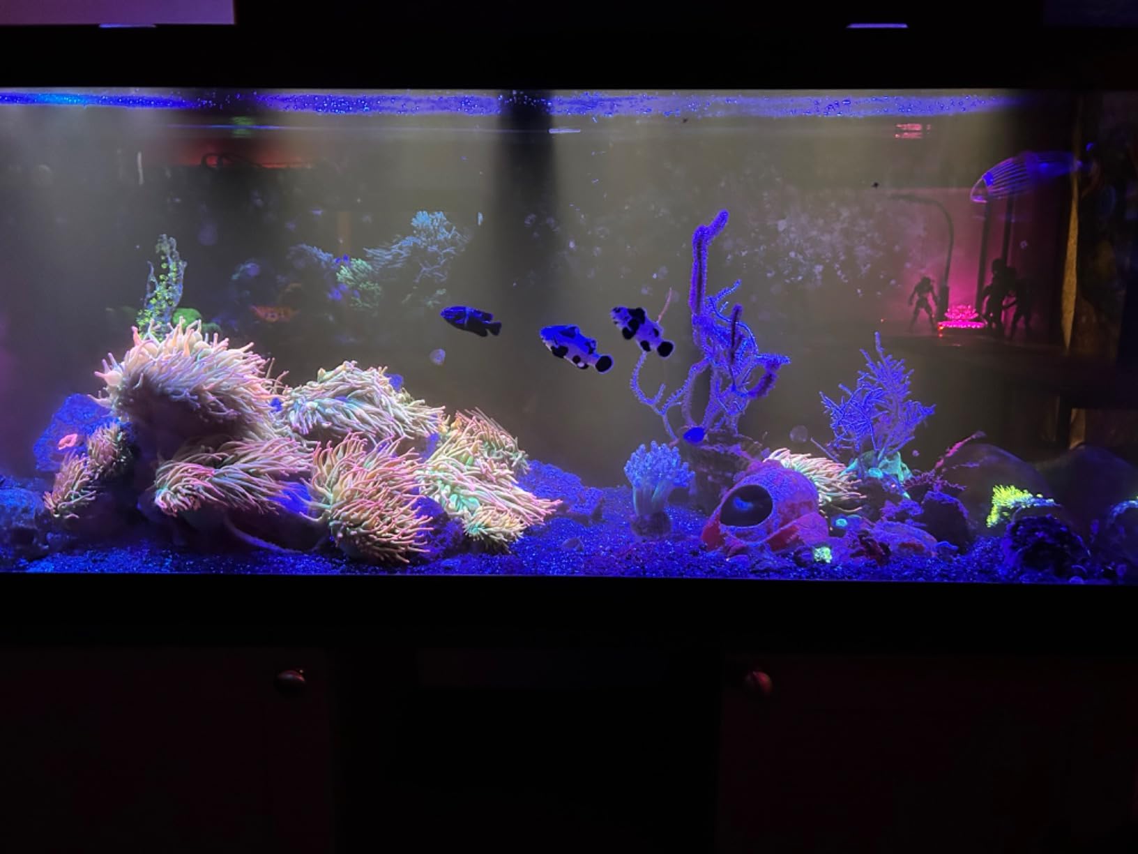 Coralife Biocube Protein Skimmer, Aquarium Skimmer customer photo 1