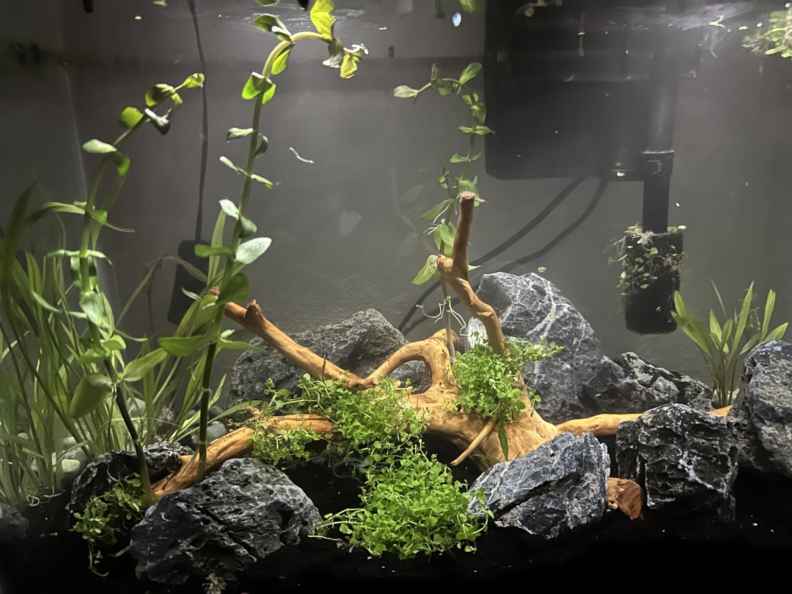 FZONE Pro Series Aquarium Dual Stage CO2 Regulator Adjustable Output Pressure with DC Solenoid and Integrated High Precision Needle Valve and Bubble Counter customer photo 2