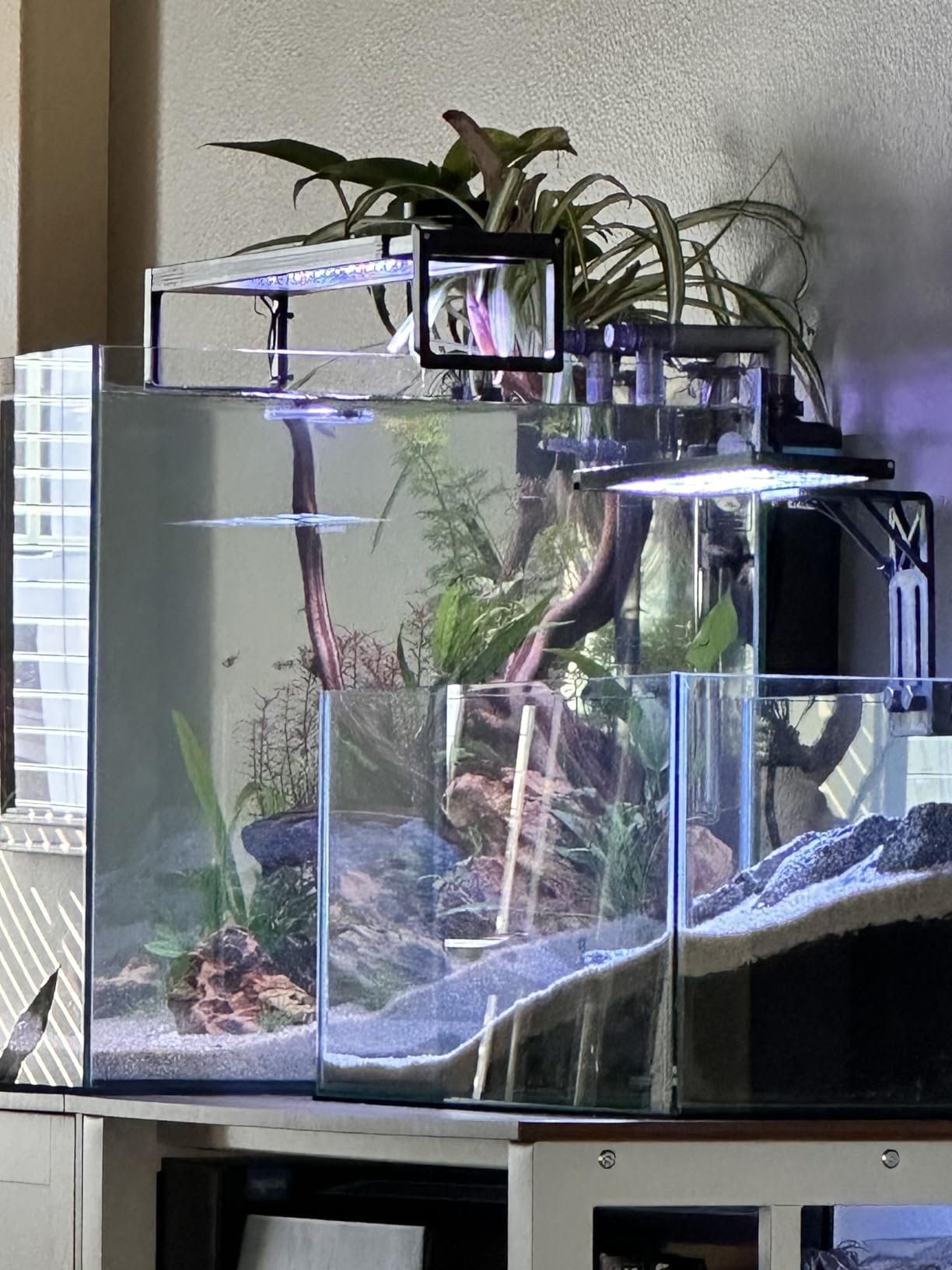 SEAOURA Clip On Aquarium Light for Plants-24/7 Cycle Fish Tank Light with Timer, Full Spectrum+7 Colors Mode, Auto On/Off, Adjustable Brightness and Height, 12W (7inch for 7-12 inch Tank) customer photo 1