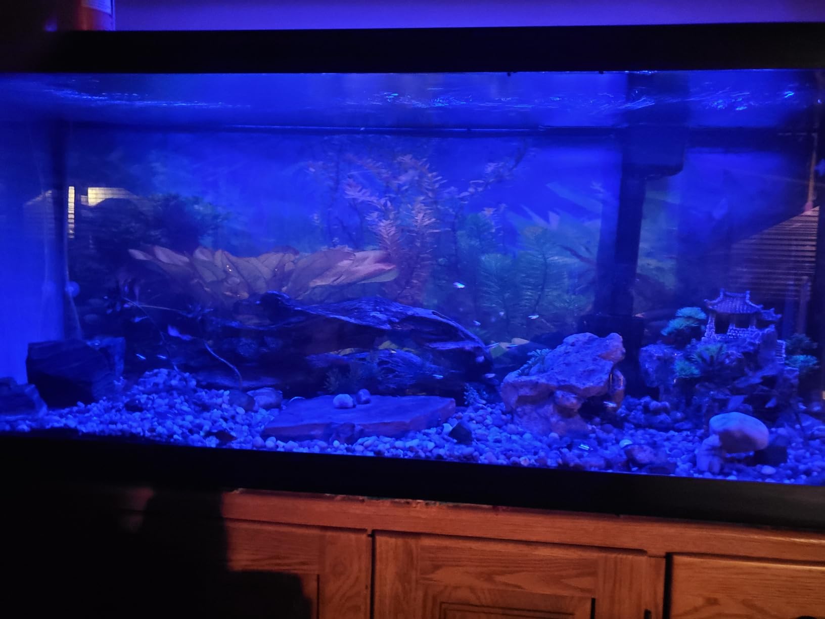 AQQA LED Aquarium Light, 24/7 Mode IP68 Waterproof Extendable Bracket Fish Tank Light, DIY Mode Full Spectrum Aquarium Plant Light, Adjustable Timer/Brightness Memory Function for 18-24 Inch Fish Tank customer photo 2