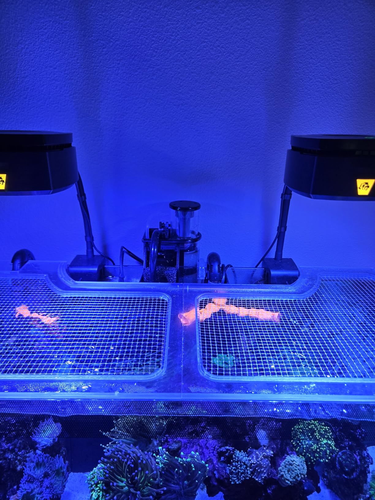 AquaReady Nano Hang On Back Protein Skimmer for Saltwater Aquariums Bullet-1, Up to 30 Gallon Filtration, Hang On External, Adjustable, Ultra Quiet Pump, Compact Design customer photo 1