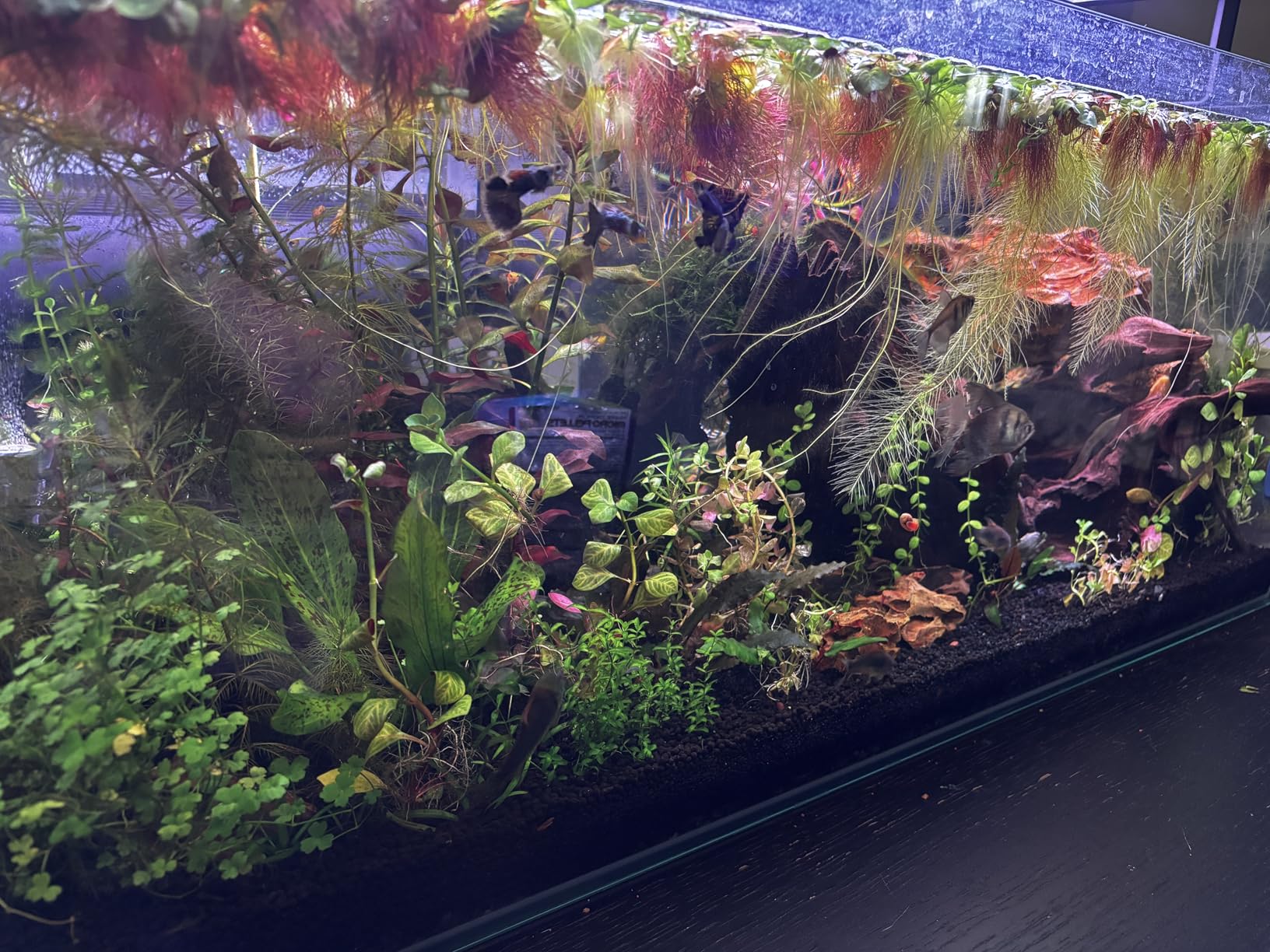 2L Co2 for Aquarium Kit with Double Switch Solenoid Valve, Aquarium Co2 Kit with Adjustable Bubble Counter, Co2 Aquarium Kit customer photo 1