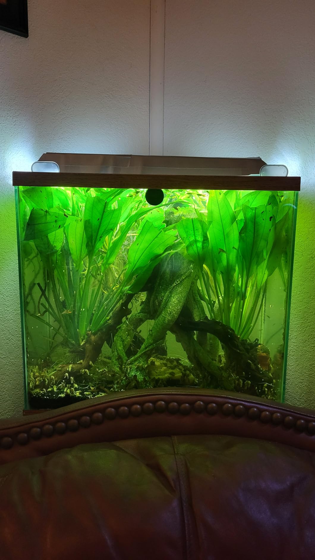 Aquarium Filter 10-30 Gallon Fish Tank Filters with Bio-Wheel Power, Hang on Back Aquarium Filter, Adjustable Flow Hob Filter, Quiet Efficient and Silent Operation (8W 110 GPH) customer photo 1