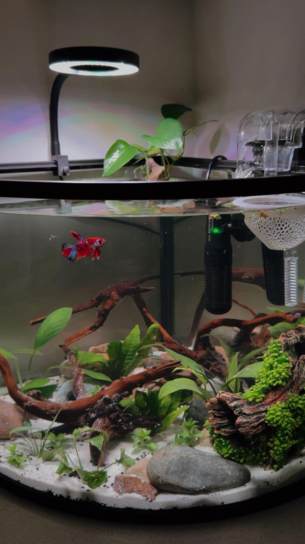 Pawfly Aquarium Light for 1-3 Gallon Saltwater Fish Tanks, Clip On LED Reef Light for Corals, Dimmable USB Aquarium Lamp with Full Spectrum Lighting and Timer (Adapter Not Included) customer photo 1