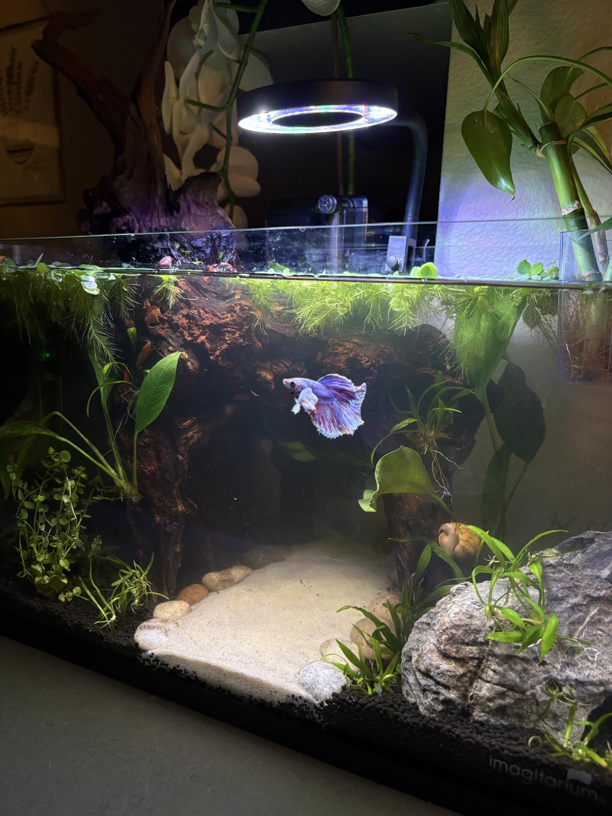 Pawfly Aquarium Light for 1-3 Gallon Saltwater Fish Tanks, Clip On LED Reef Light for Corals, Dimmable USB Aquarium Lamp with Full Spectrum Lighting and Timer (Adapter Not Included) customer photo 2