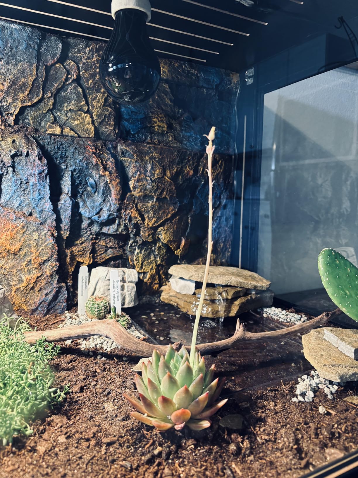 Royxen Bearded Dragon Tank, 82 Gallon Reptile Tank with Leg Stand, Built-in Lighting Reptile Enclosure, Tempered Glass Bearded Dragon Encloure for Chameleon (Oak, 48