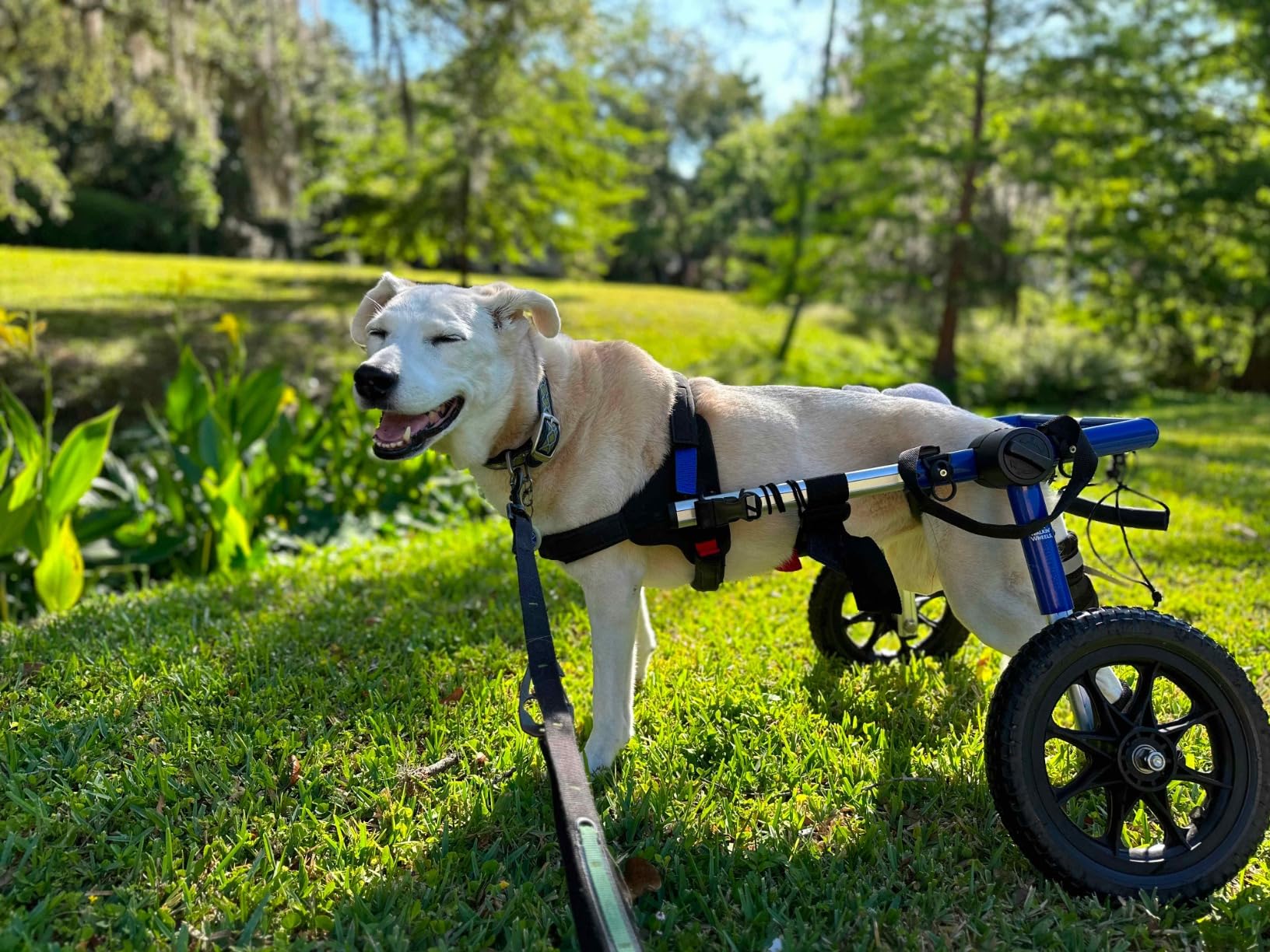 Walkin' Wheels Dog Wheelchair - for Med/Large Dogs 50-69 lbs - Veterinarian Approved - Dog Wheelchair for Back Legs customer photo 1