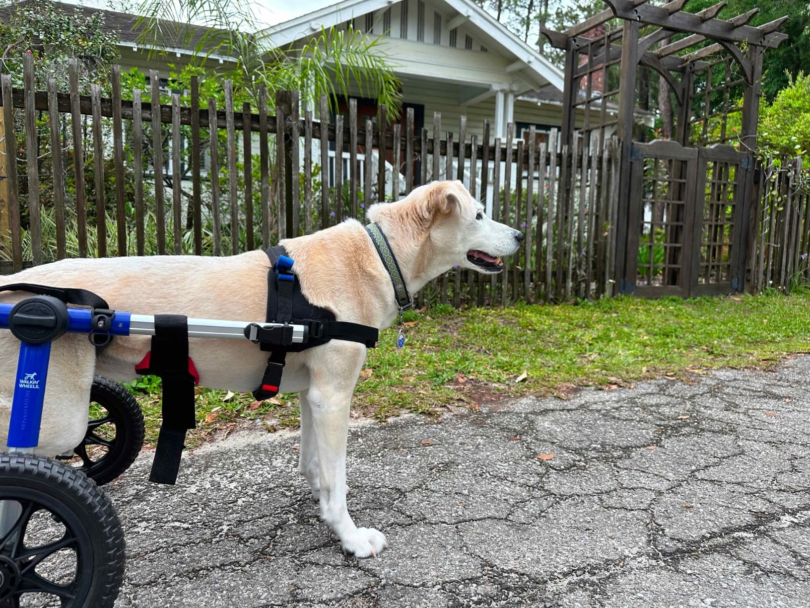 Walkin' Wheels Dog Wheelchair - for Med/Large Dogs 50-69 lbs - Veterinarian Approved - Dog Wheelchair for Back Legs customer photo 2