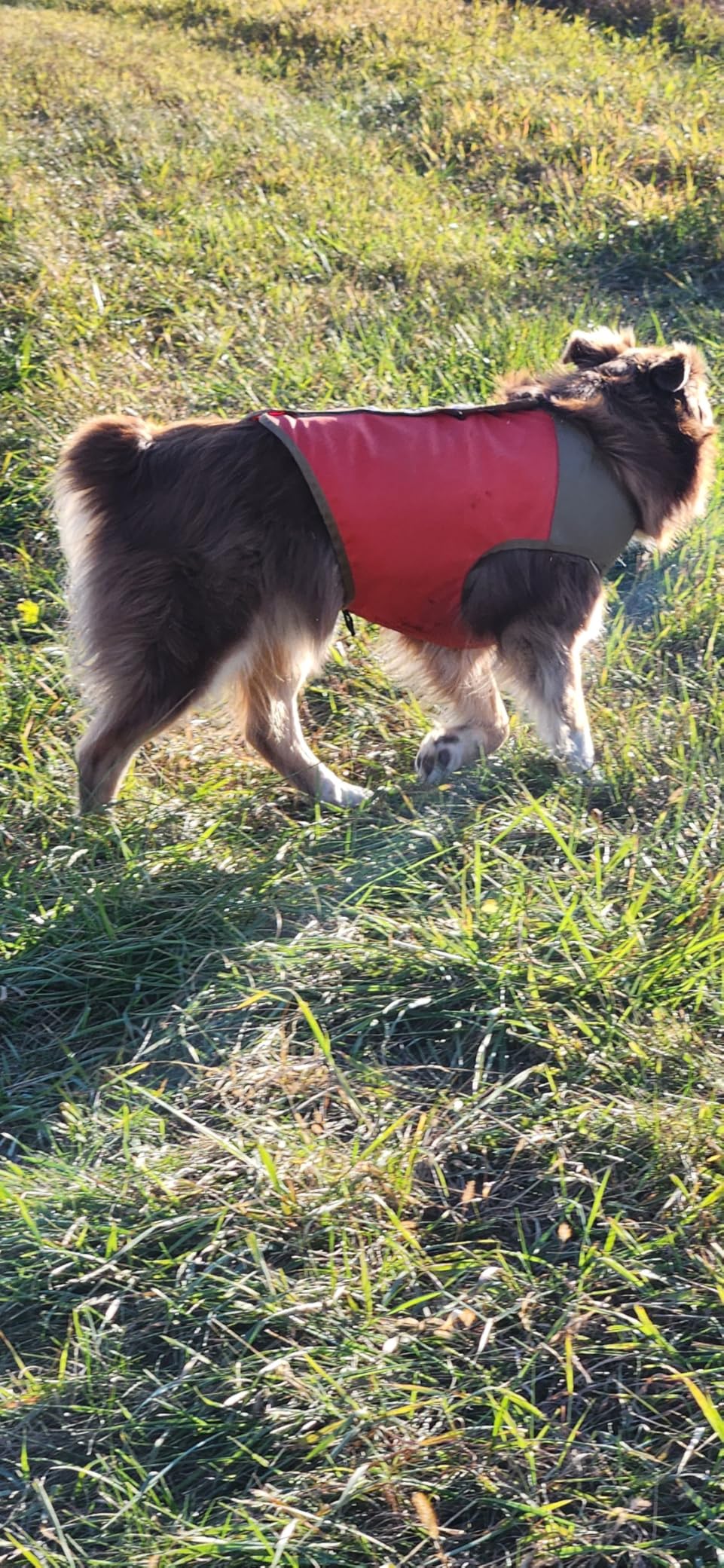 CUGA Vest Serious Protection for the Active Dog (MED, Orange/Coyote) customer photo 1