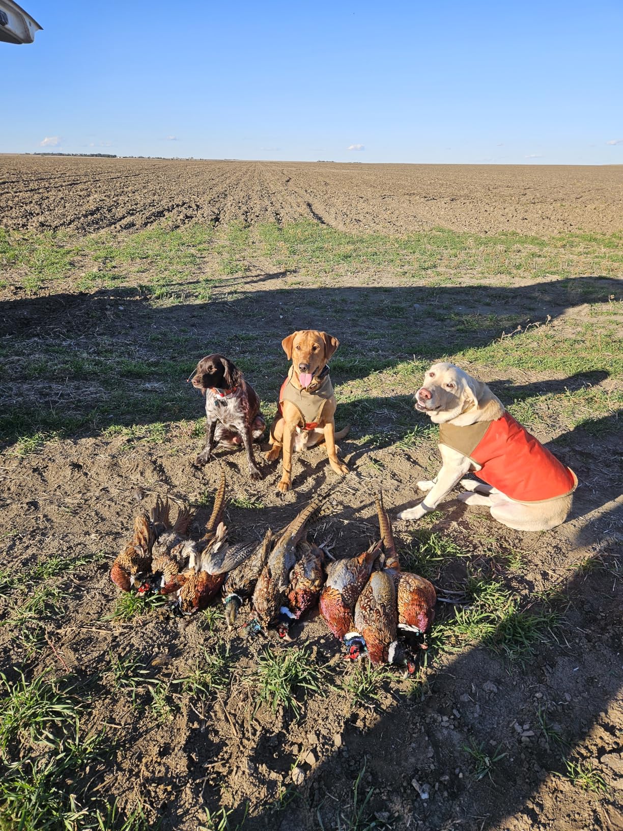 CUGA Vest Serious Protection for the Active Dog (MED, Orange/Coyote) customer photo 2