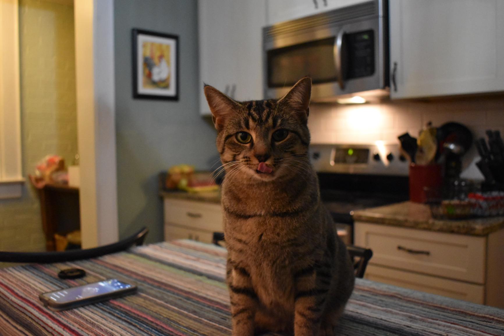 Nikon D3500 24.2MP DSLR Camera with AF-P DX NIKKOR 18-55mm f/3.5-5.6G VR Lens (1590B) – (Renewed) customer photo 2