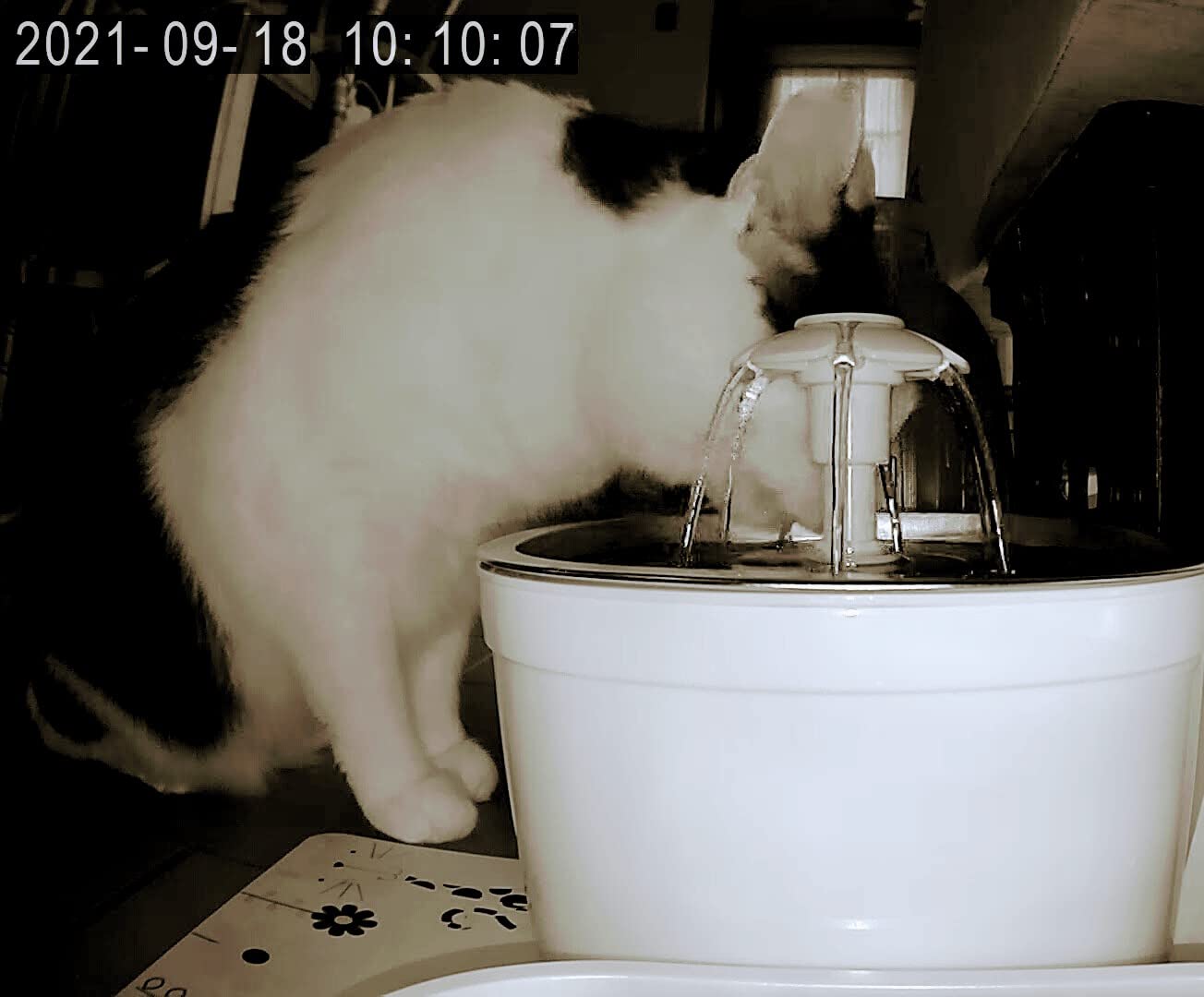 Wonder Creature Cat Water Fountain Stainless Steel, 81oz/2.4L Cat Fountain with Water Level Window and LED Light for Water Shortage Alert, Cat and Dog Fountain with 3 Filters and 1 Mat customer photo 1
