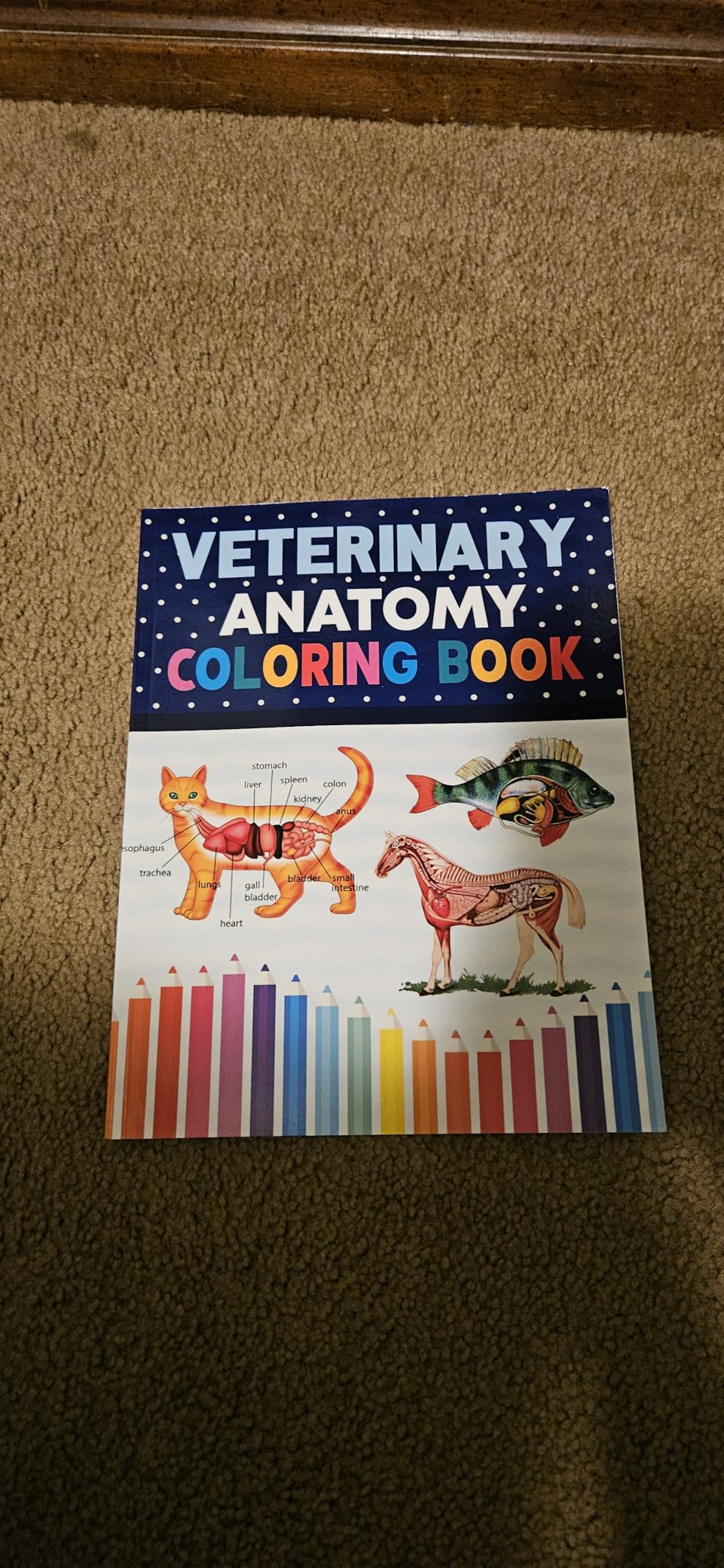Veterinary Anatomy Coloring Book: Dog Cat Horse Frog Bird Anatomy Coloring Book. Perfect gift For All Ages Kids 4, 5, 6, 7, 8, 9 & 10. Vet tech Veterinary & Zoology Anatomy Coloring Book. customer photo 1