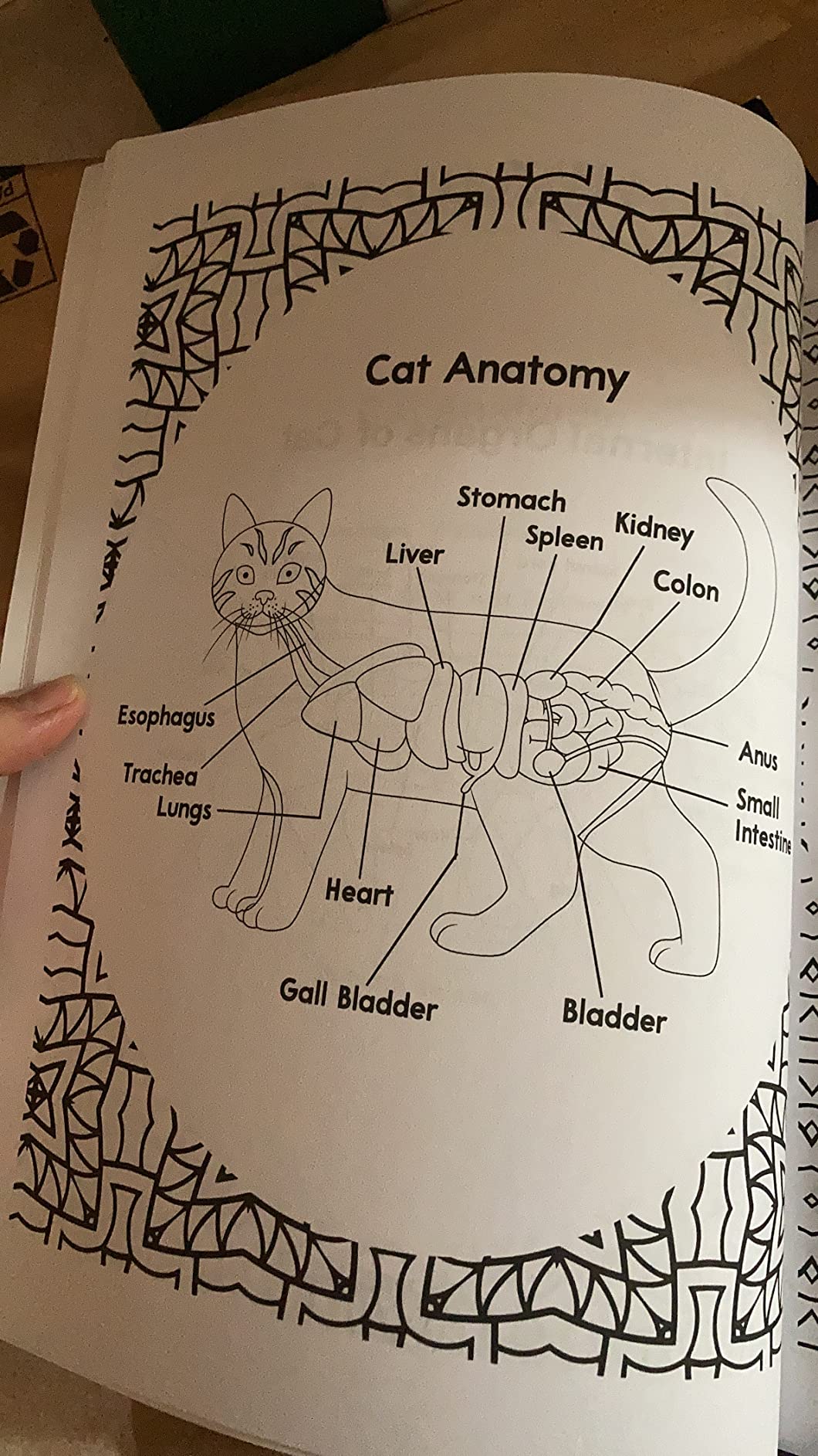 Veterinary Anatomy Coloring Book: Dog Cat Horse Frog Bird Anatomy Coloring Book. Perfect gift For All Ages Kids 4, 5, 6, 7, 8, 9 & 10. Vet tech Veterinary & Zoology Anatomy Coloring Book. customer photo 2