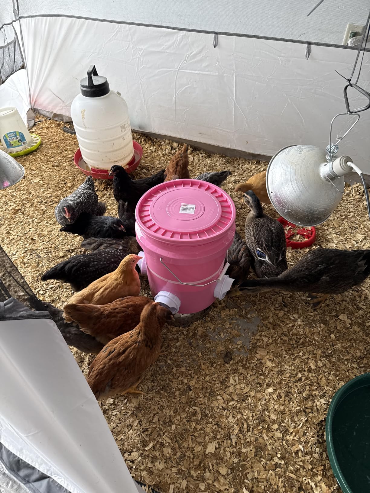 DIY Chicken Feeder Rain Proof Poultry Feeder Port Gravity Feed Kit for Buckets, Barrels, Troughs (4 Port with holesaw) customer photo 1