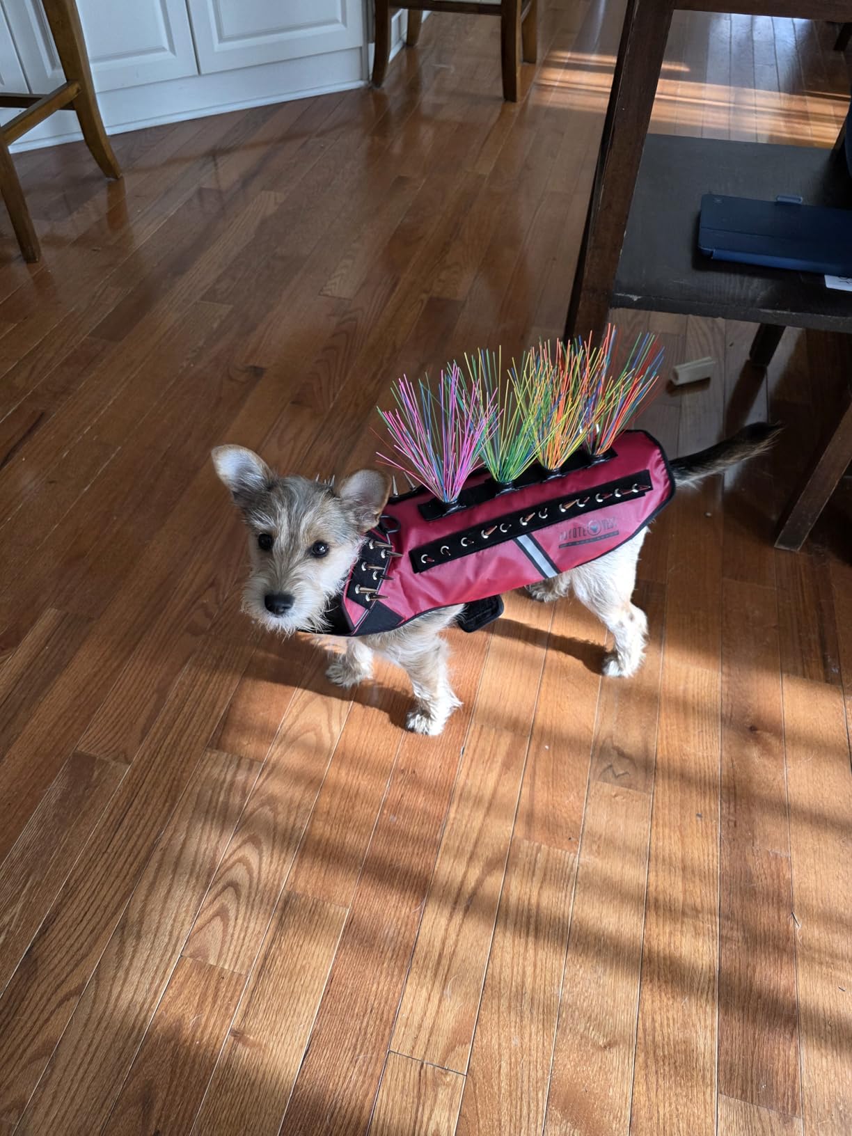 CoyoteVest CoyoteWhiskers | Protective Nylon Bristles for CoyoteVest or SpikeVest Dog Harness | Defends Against Coyotes, Dogs, Birds of Prey | Dog Accessories, Made in USA (Rainbow) customer photo 1