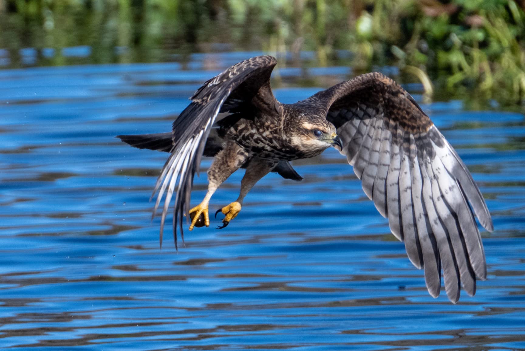 Nikon NIKKOR Z 100-400mm VR S | Premium versatile telephoto zoom lens for Z series mirrorless cameras customer photo 1