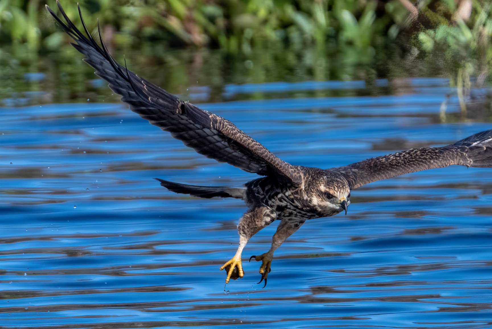 Nikon NIKKOR Z 100-400mm VR S | Premium versatile telephoto zoom lens for Z series mirrorless cameras customer photo 2