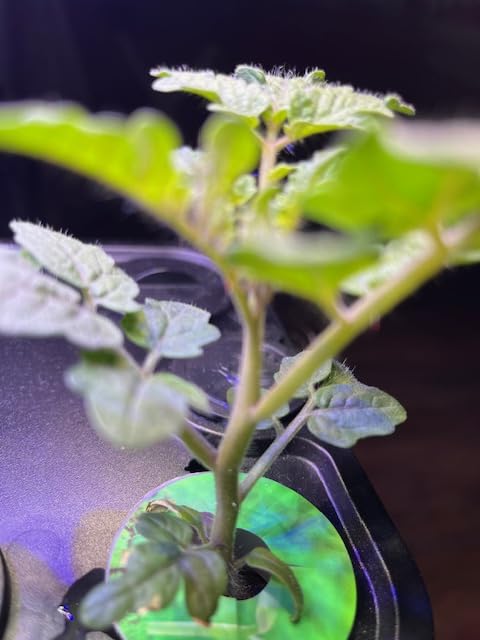 Ahopegarden Indoor Garden Hydroponics Growing System: 10 Pods Kit with LED customer photo 1