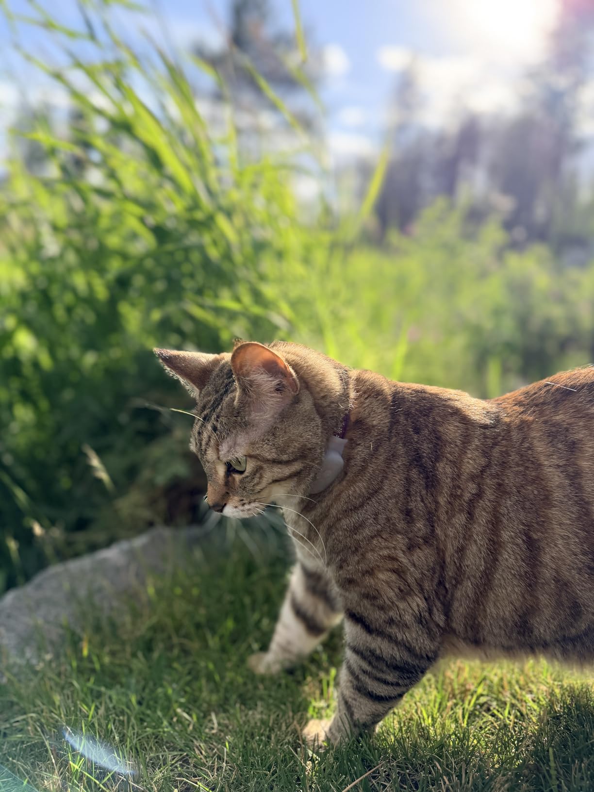 Tabcat V2 Cat & Kitten Tracker - No Subscription | 2 Lightweight Homing Tags, Cases & Tracking Handset | RF Technology, More Accurate than GPS | Track 2 Cats Indoors & Outdoors to 2.5 cm & 150 m Range customer photo 1