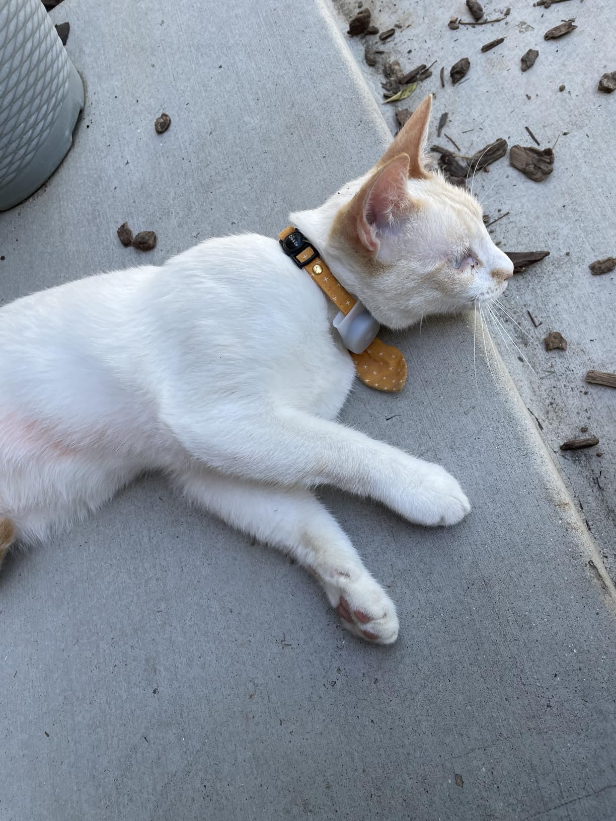 Tabcat V2 Cat & Kitten Tracker - No Subscription | 2 Lightweight Homing Tags, Cases & Tracking Handset | RF Technology, More Accurate than GPS | Track 2 Cats Indoors & Outdoors to 2.5 cm & 150 m Range customer photo 2