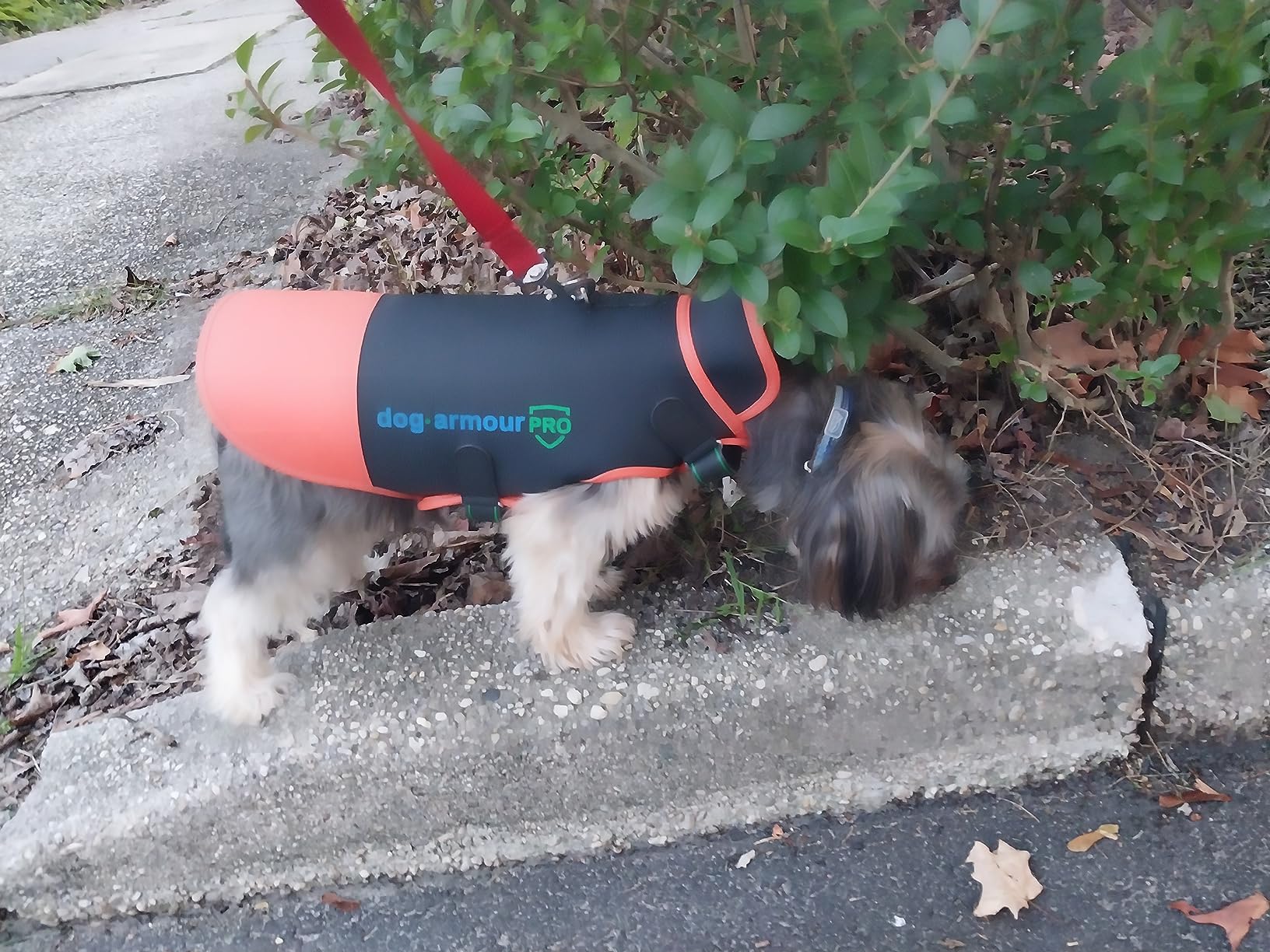 Dog Protection Vest Against Attacks - Anti Bite & Anti Penetration Dog Vest for Coyotes, Aggressive Dogs & Birds of Prey - Adjustable, Waterproof & Reflective (XS, Orange) customer photo 1