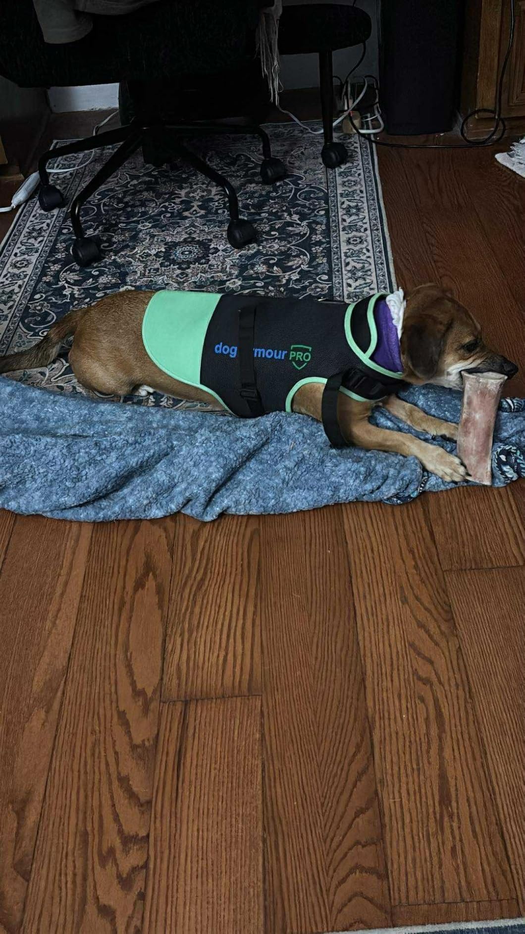 Dog Protection Vest Against Attacks - Anti Bite & Anti Penetration Dog Vest for Coyotes, Aggressive Dogs & Birds of Prey - Adjustable, Waterproof & Reflective (XS, Orange) customer photo 2