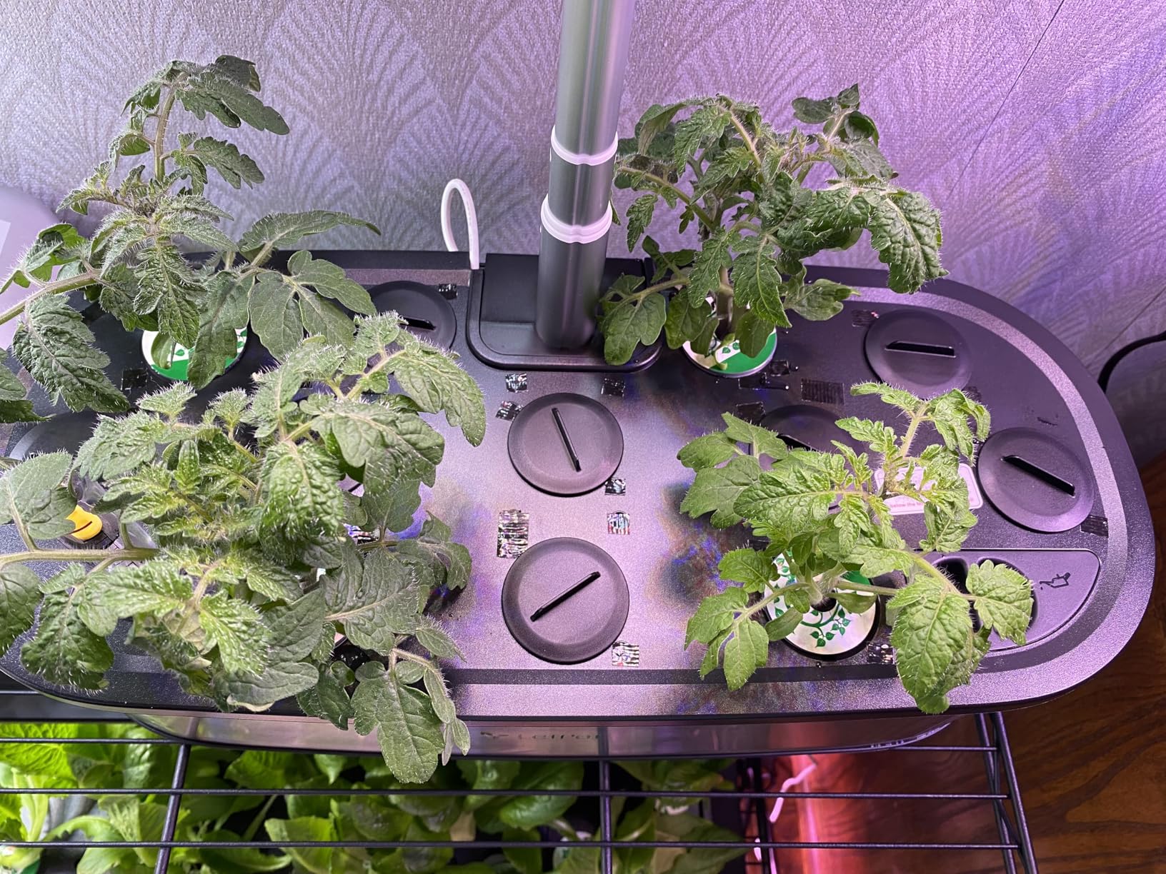 LetPot LPH-Max Hydroponics Growing System Kit, 21 Pods APP & WiFi Automatic Controlled Smart Indoor Garden with 36W LED Grow Light, Auto Drip Irrigation Kits, Self-Managed Nurturing & Watering customer photo 2