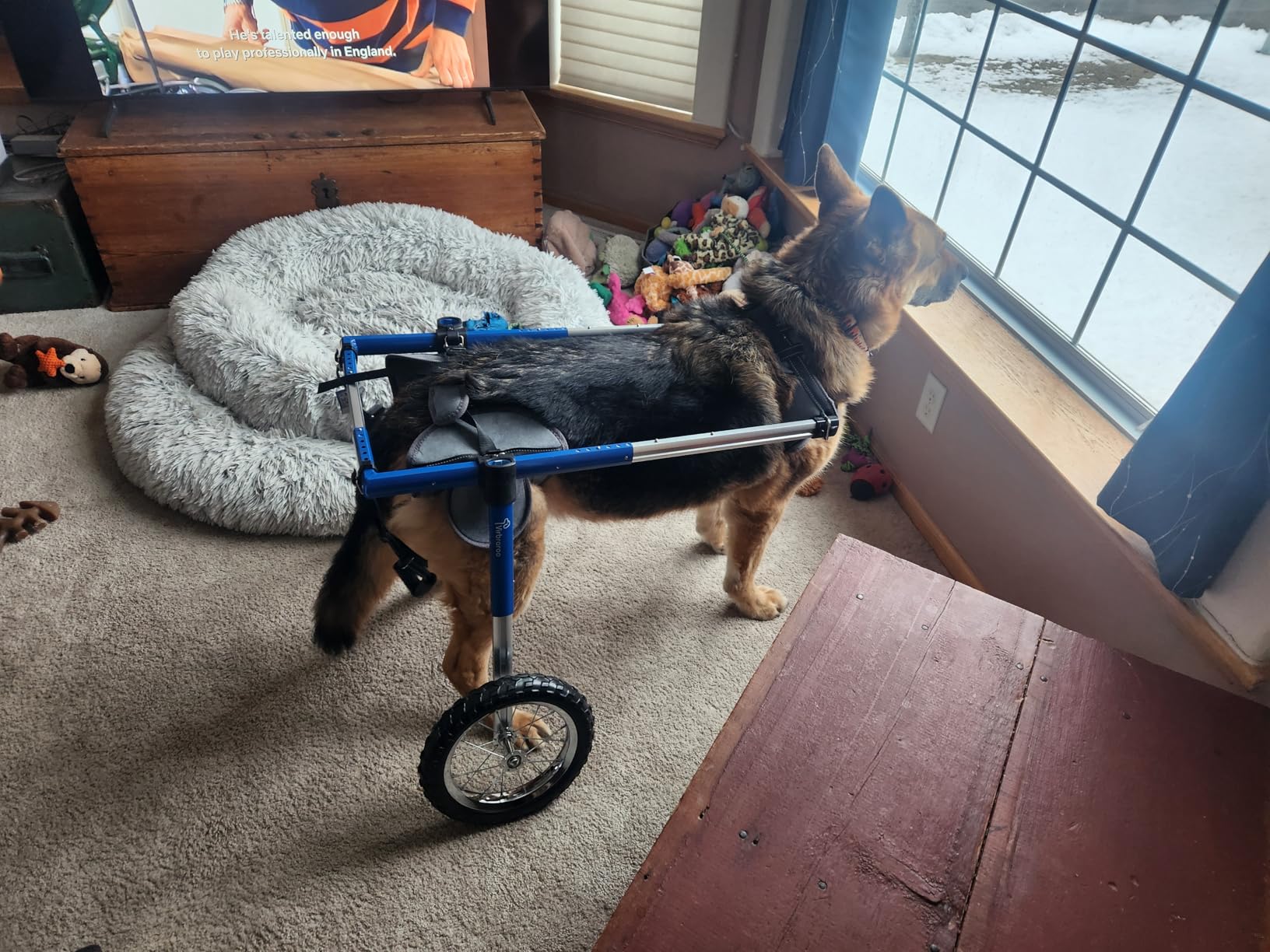 Dog Wheelchair for Back Legs, Dog Wheelchair with All-Terrain Tires & Durable Bearings, Large Dog Wheelchair for Back Legs, 88.1-132.2 lbs (XXL) customer photo 1