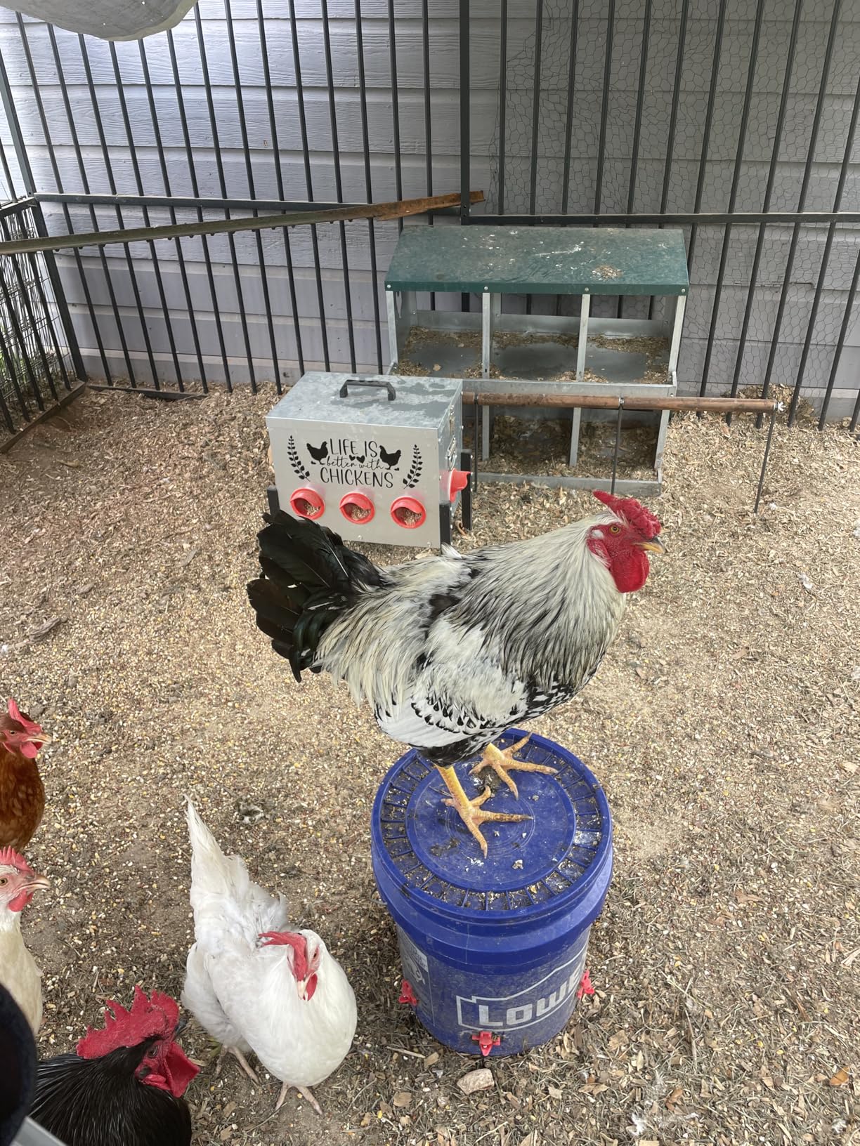 Tgeyd 50LB Large Automatic Chicken Feeder – 8 Feeding Ports, No-Waste Poultry Feeder, with Adjustable Legs & Locking Lid customer photo 2