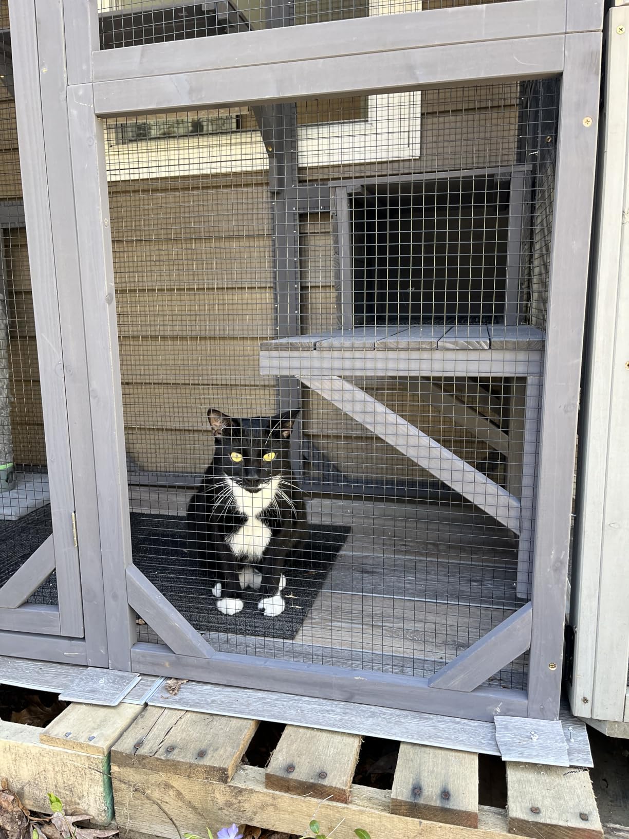 Aivituvin Cat House Outdoor Catio Kitty Enclosure with Super Large Enter Door,Wooden Cat Cage Condo Indoor Playpen with Platforms,Small House,70 Inch customer photo 1