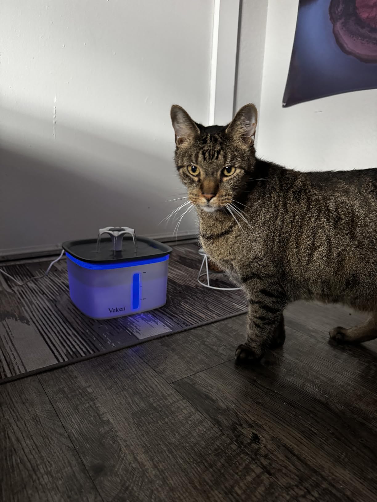 Veken Innovation Award Winner 95oz/2.8L Cat Water Fountain with Stainless Steel Lid, Automatic Pet Fountain Dog Water Dispenser with Replacement Filters for Cats, Dogs (Silver, Stainless Steel) customer photo 1