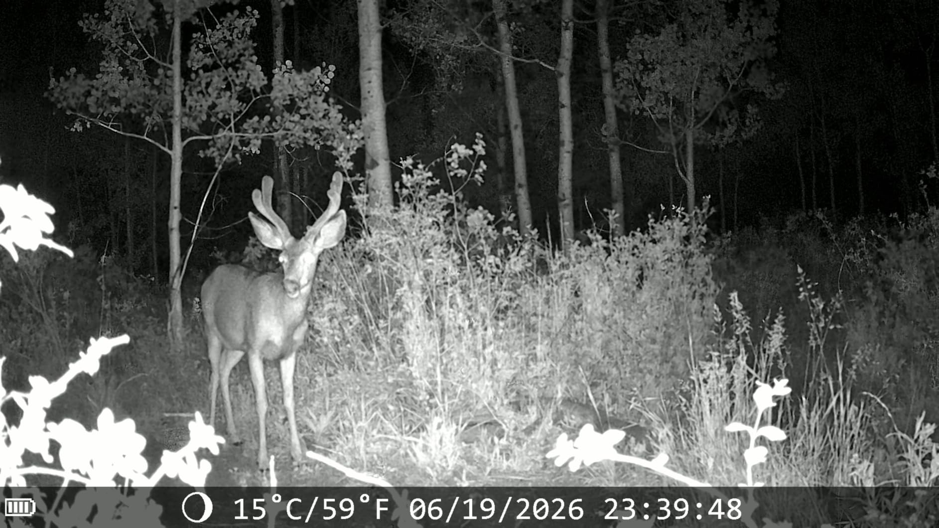 MAXDONE Solar Trail Camera WiFi Bluetooth - 4K 64MP Game Camera with 6000mAh Battery, Rechargeable Trail Cam with Night Vision Motion Activated IP66, Wildlife Cameras Deer Cams for Outdoor Backyard customer photo 2