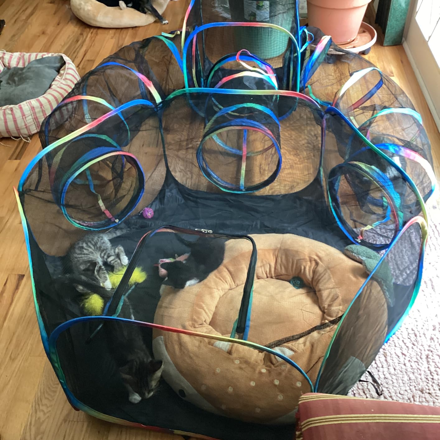 Outdoor Cat Enclosure - 5-in-1 Portable Cat Tunnels with Tent, Cube, Collapsible Catio for Cat Run Outside, Pop up Enclosed Playground for Indoor Cats, Kitty & Small Animals customer photo 1