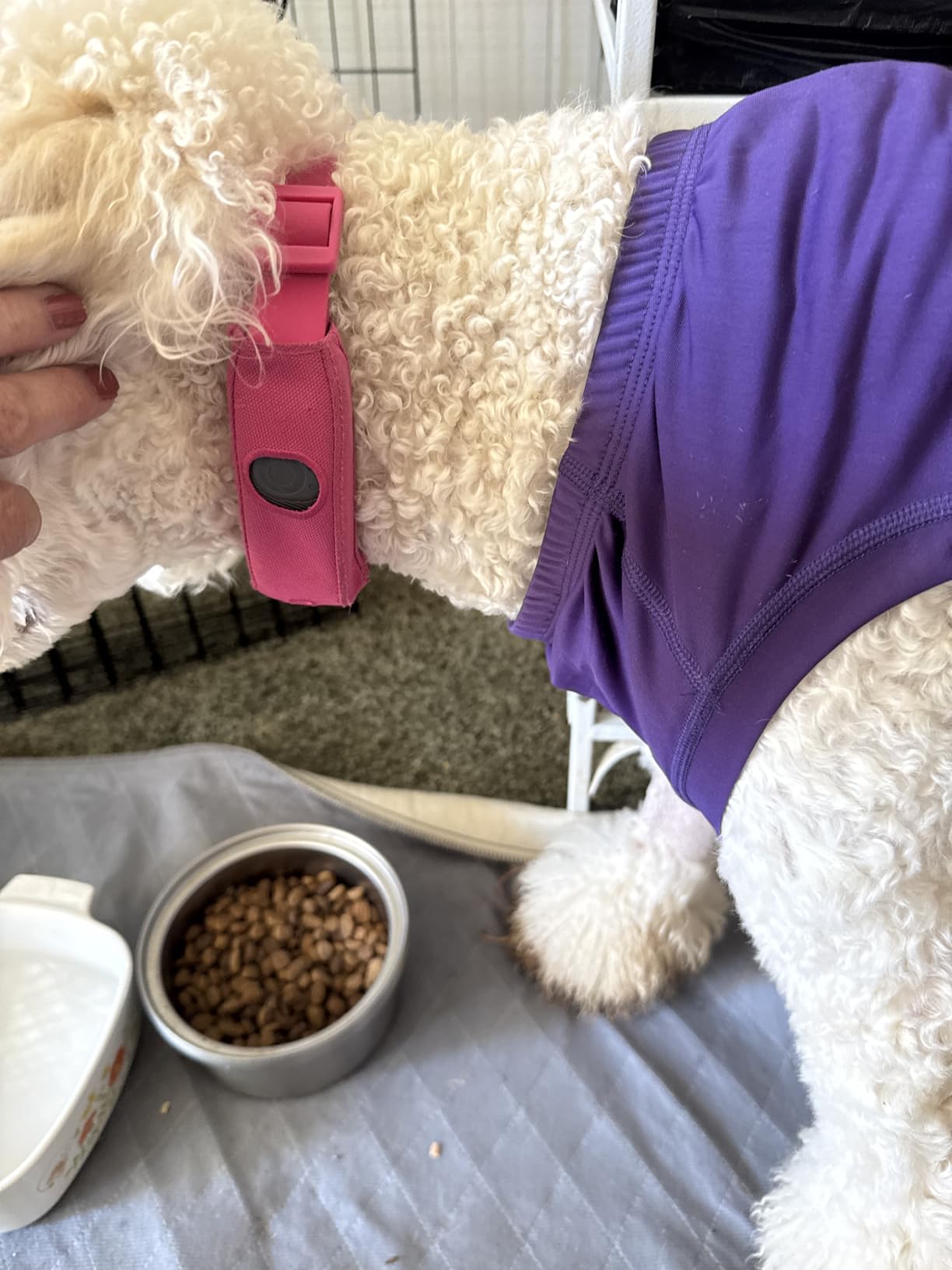 Halo Collar 5 GPS Wireless Dog Fence customer photo 1