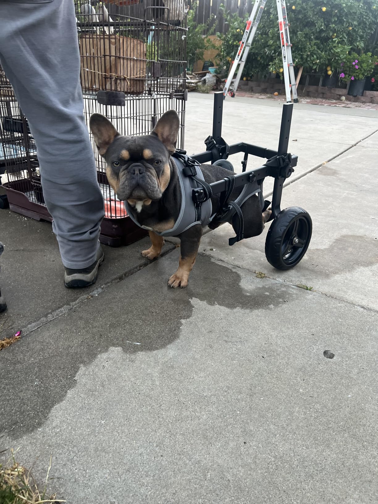 Dog Wheelchair for Back Legs, Adjustable Height/Length/Width, Sturdy Wheelchair with All-Terrain Shock-Absorbing Wheels, Mobility Support for Injured or Disabled Small & Medium Dogs & Cats customer photo 1