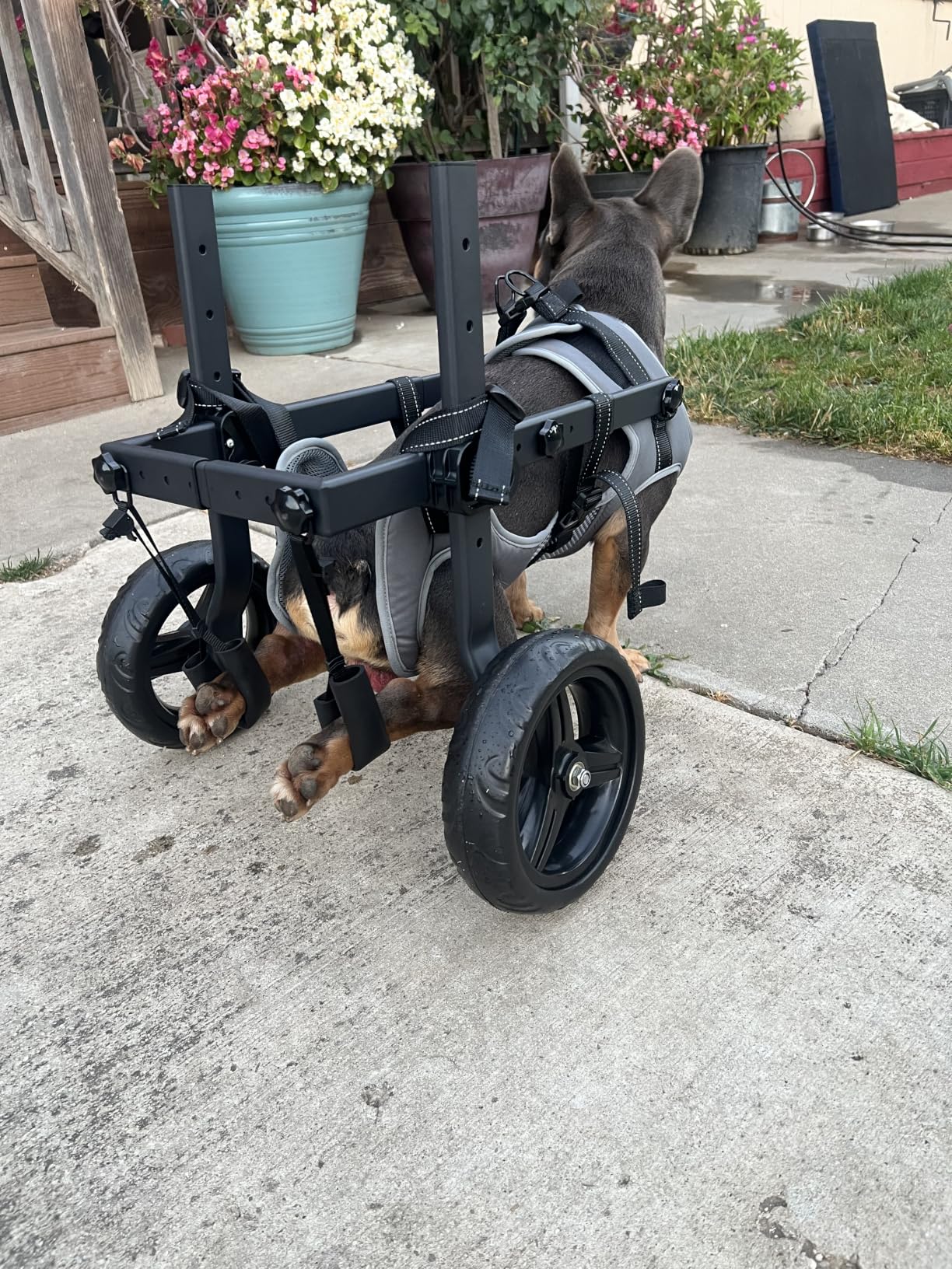 Dog Wheelchair for Back Legs, Adjustable Height/Length/Width, Sturdy Wheelchair with All-Terrain Shock-Absorbing Wheels, Mobility Support for Injured or Disabled Small & Medium Dogs & Cats customer photo 2