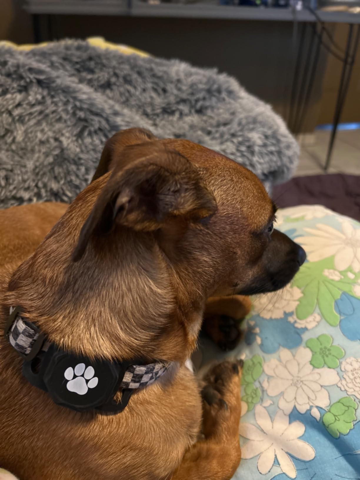 Smart Pet Tracker for Collar - Dog Trackers Pet Location Tracker with Holder, No Monthly Fee, Anti-Lost Tracking Device for Pets, Luggage, Bag Straps, Compatible with Google Android Only(Not for iOS) customer photo 2
