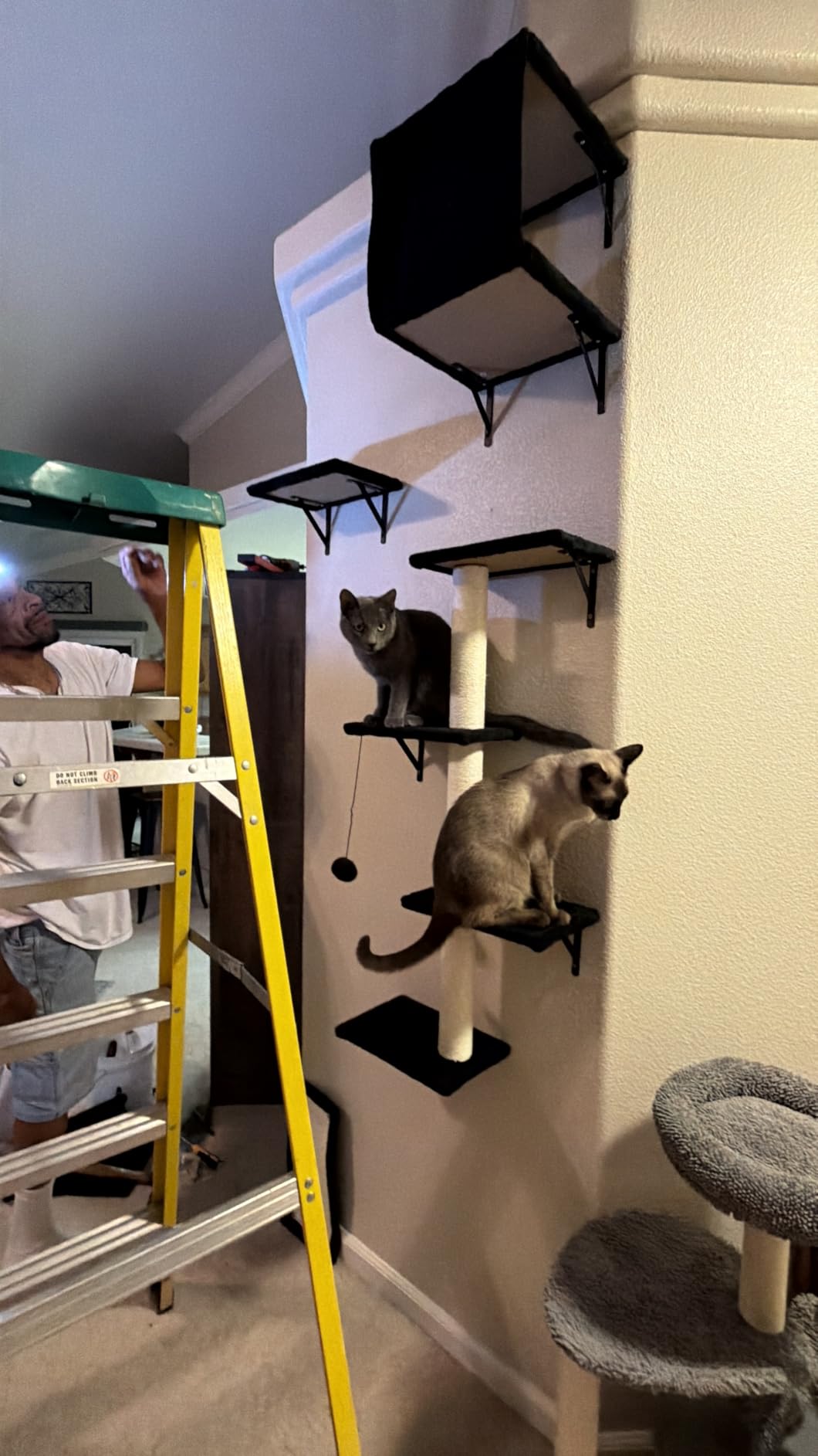Modern Wall-Mounted Cat Furniture - 5pcs Cat Wall Shelves, Wooden Climber Includes House, Bridge, Tree, Steps, and Scratcher (Black) customer photo 1
