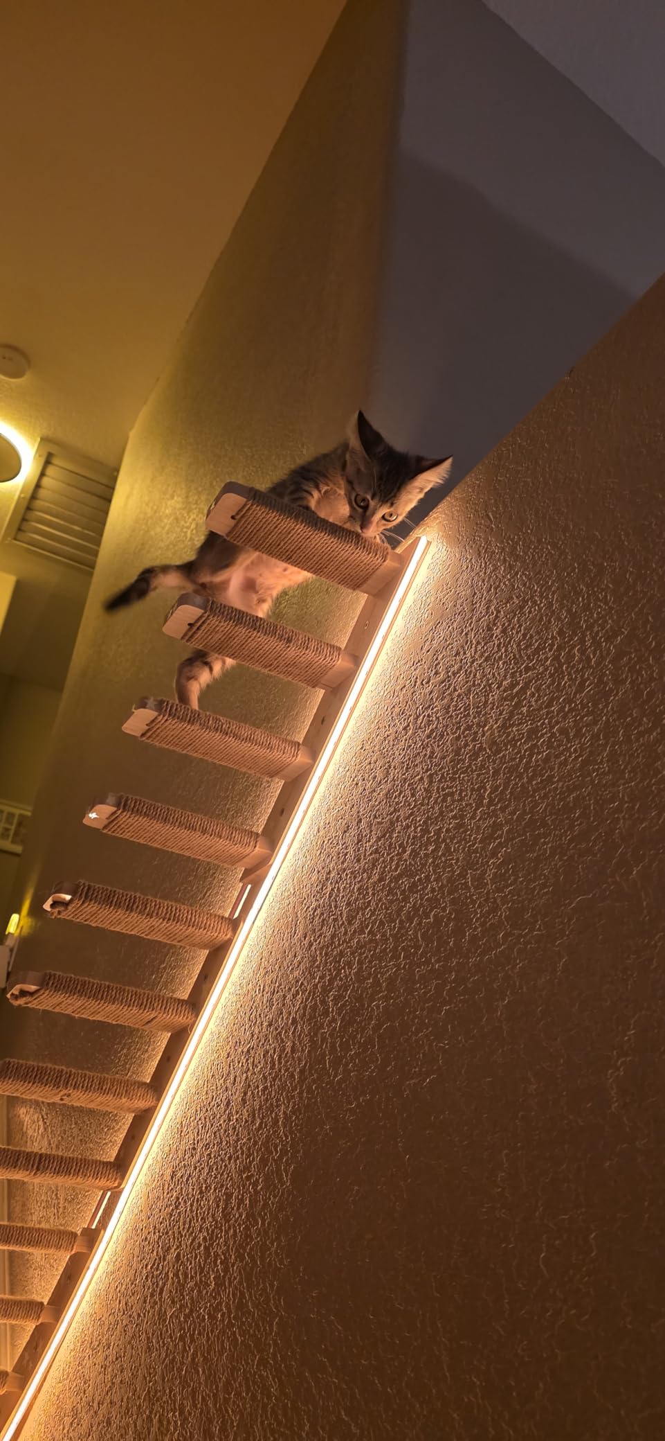 2 Pack 4 Steps Cat Wall Shelves and Stairs with Sisal Rope. Cat Wall Steps/Ladder Furniture & Cat Tree Supplies customer photo 1
