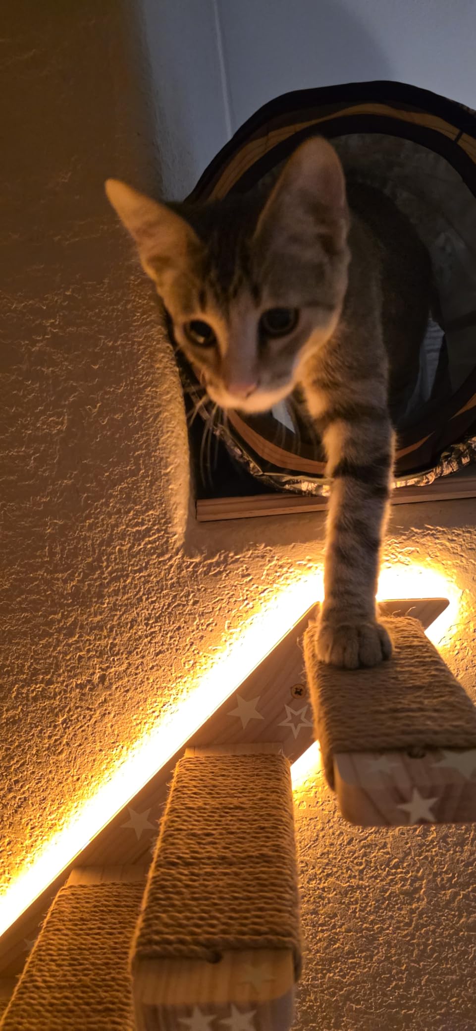 2 Pack 4 Steps Cat Wall Shelves and Stairs with Sisal Rope. Cat Wall Steps/Ladder Furniture & Cat Tree Supplies customer photo 2