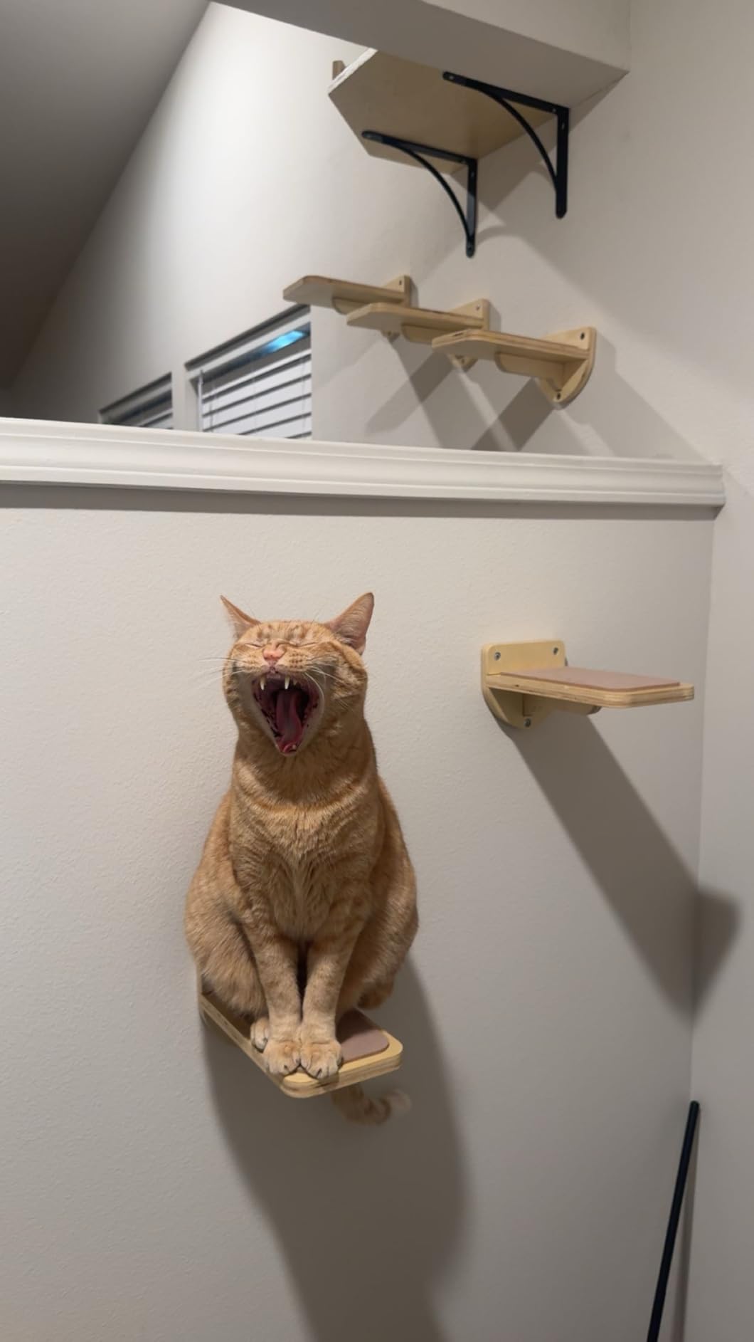 INICIO Cat Wall Shelves and Steps, 4-Piece Wooden Cat Wall Furniture Set customer photo 1